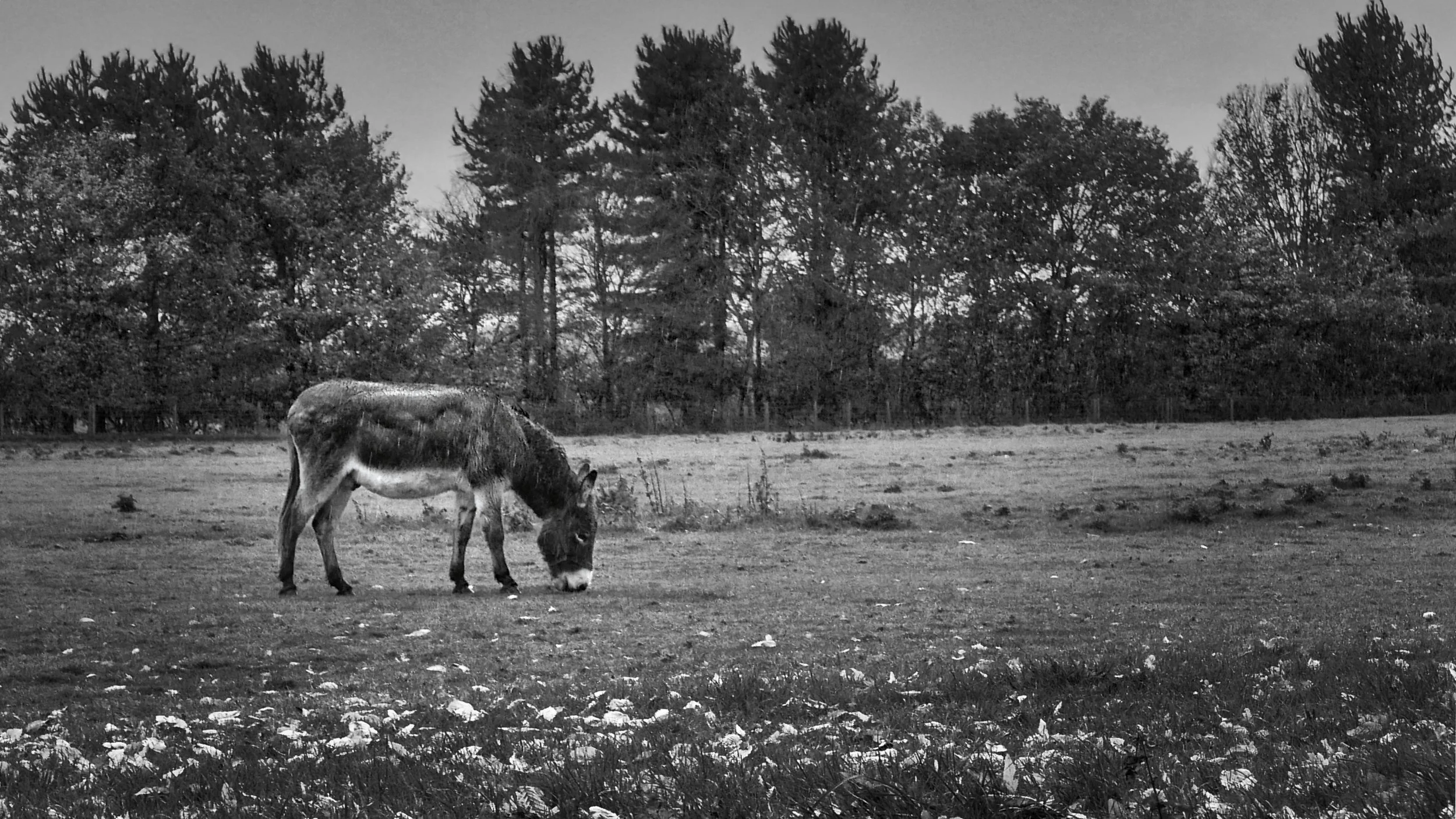A lone donkey grazes in a rough open field in the Chiltern Hills, Buckinghamshire, a mixed woodland treeline filling the horizon behind it.