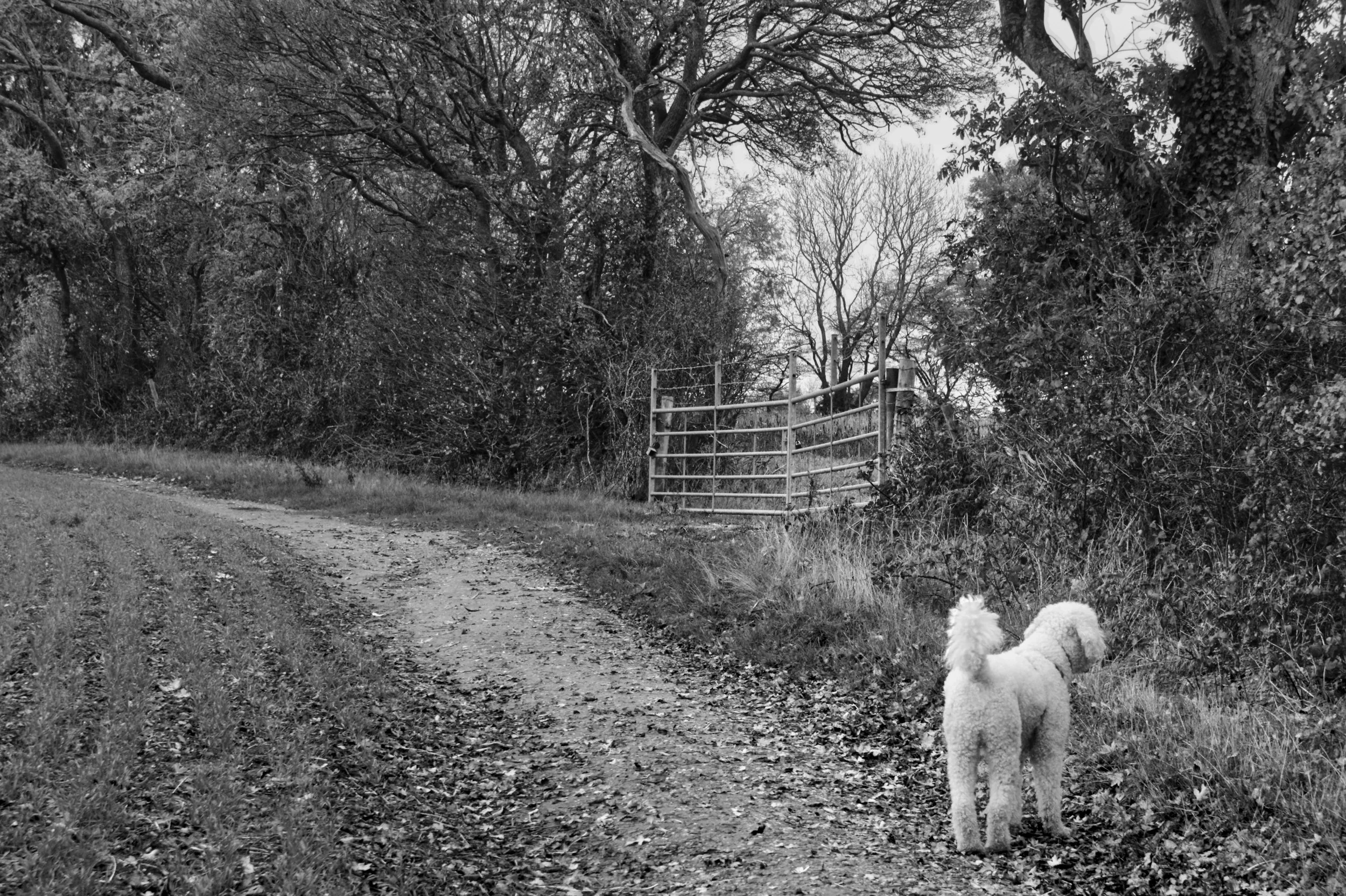 Elvis the dog on an autumn footpath in the Chiltern Hills, Buckinghamshire — black and white countryside photography by Walking With Pics