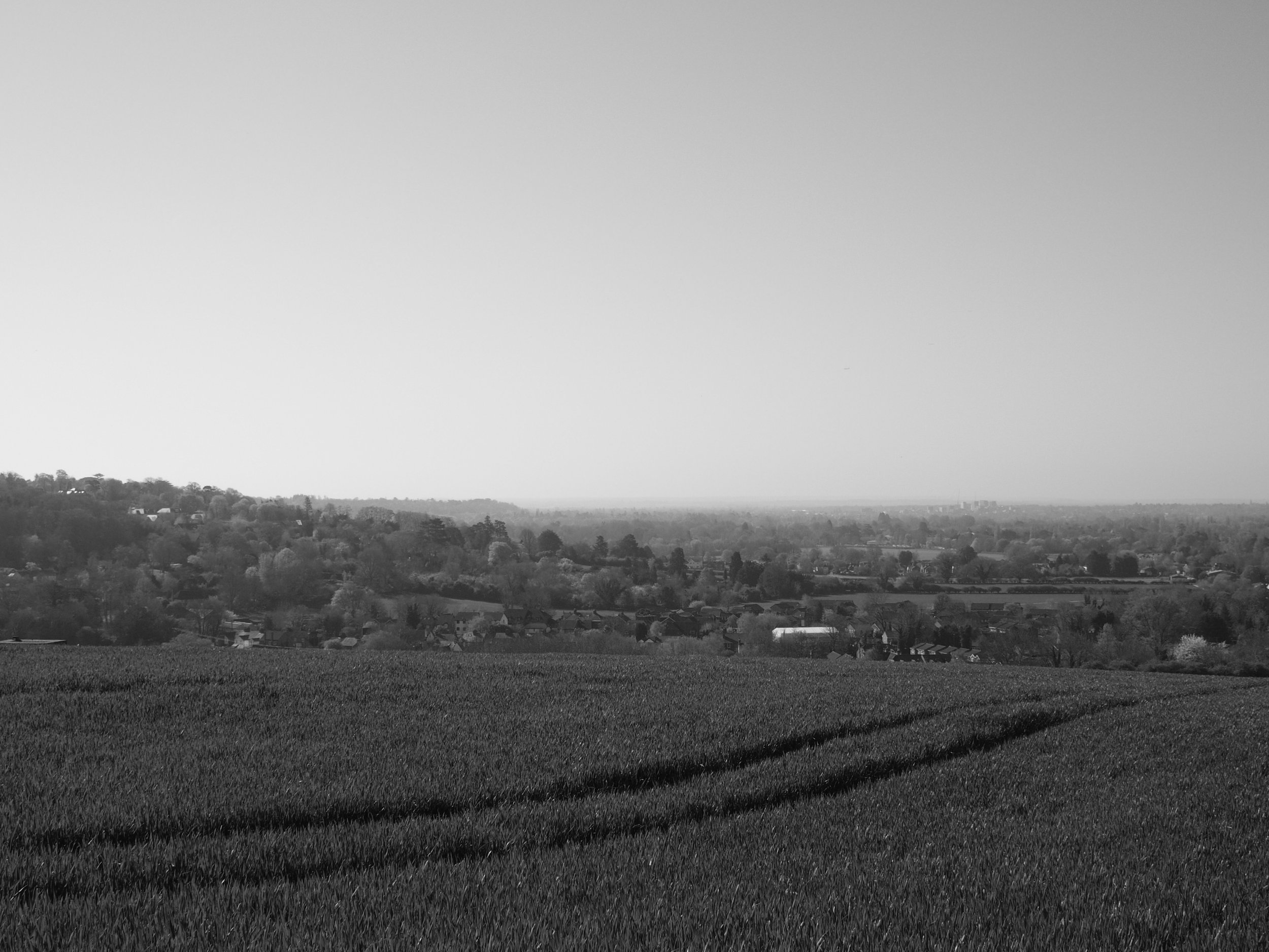 View looking down through the Thames Valley from the Chiltern Hills, winter wheat crop in the foreground, hazy morning sunlight, Buckinghamshire