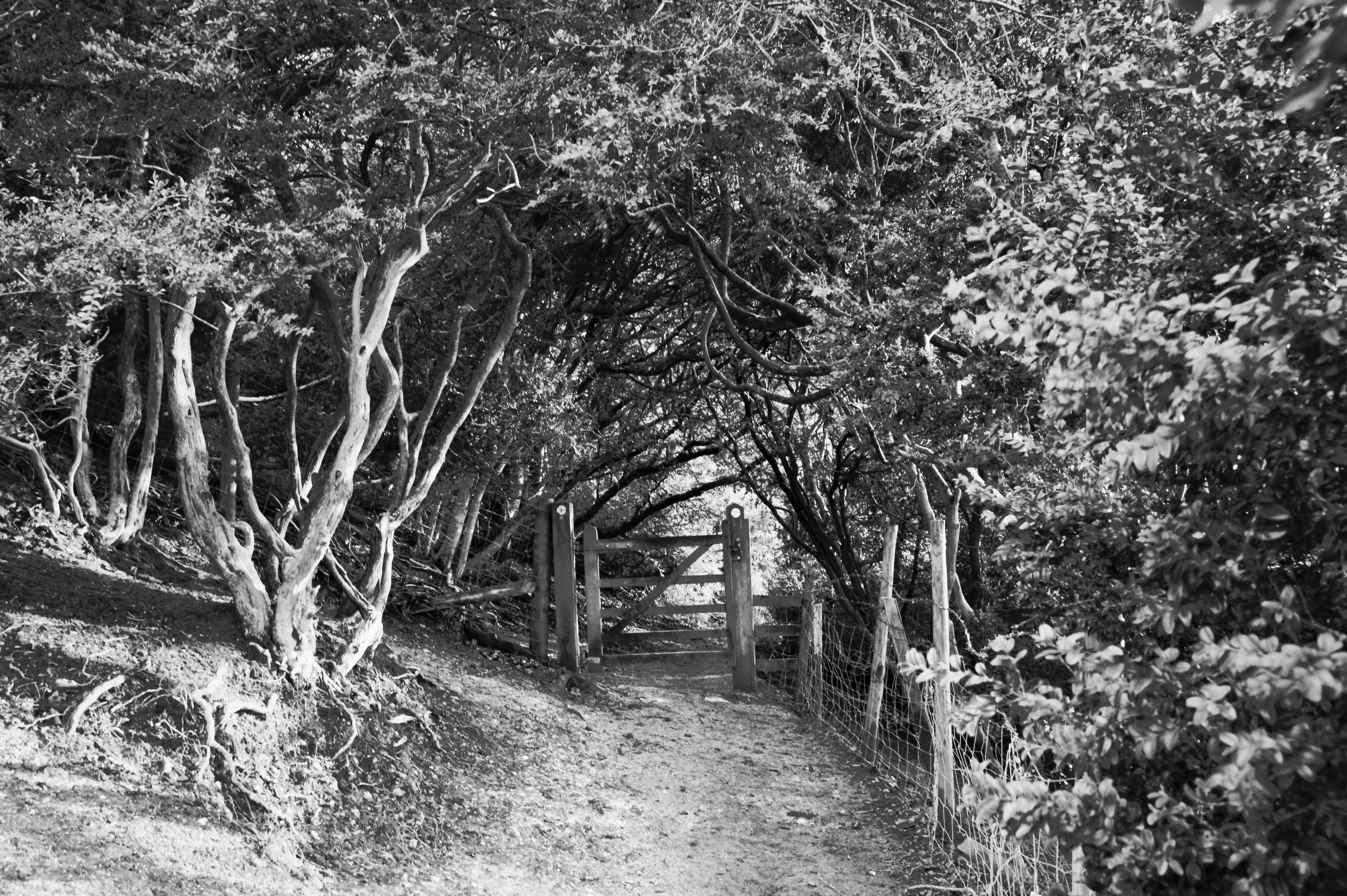 Woodland gate and path through Whorley Wood, Chiltern Hills, Buckinghamshire — black and white photography