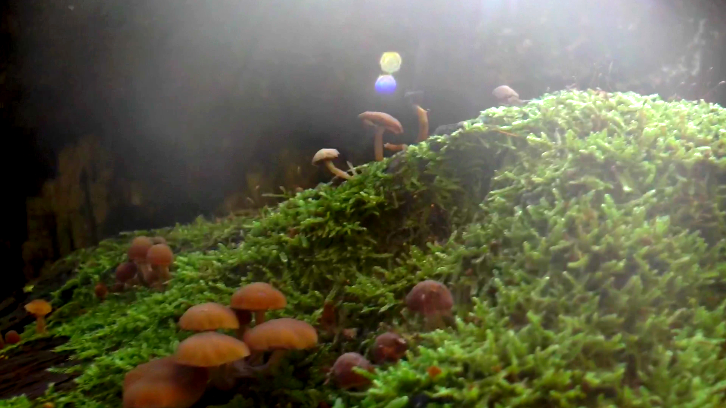 an image of a group of fungi surrounded by moss, with sunlight hitting them on the Ashridge Estate in the Chiltern Hills