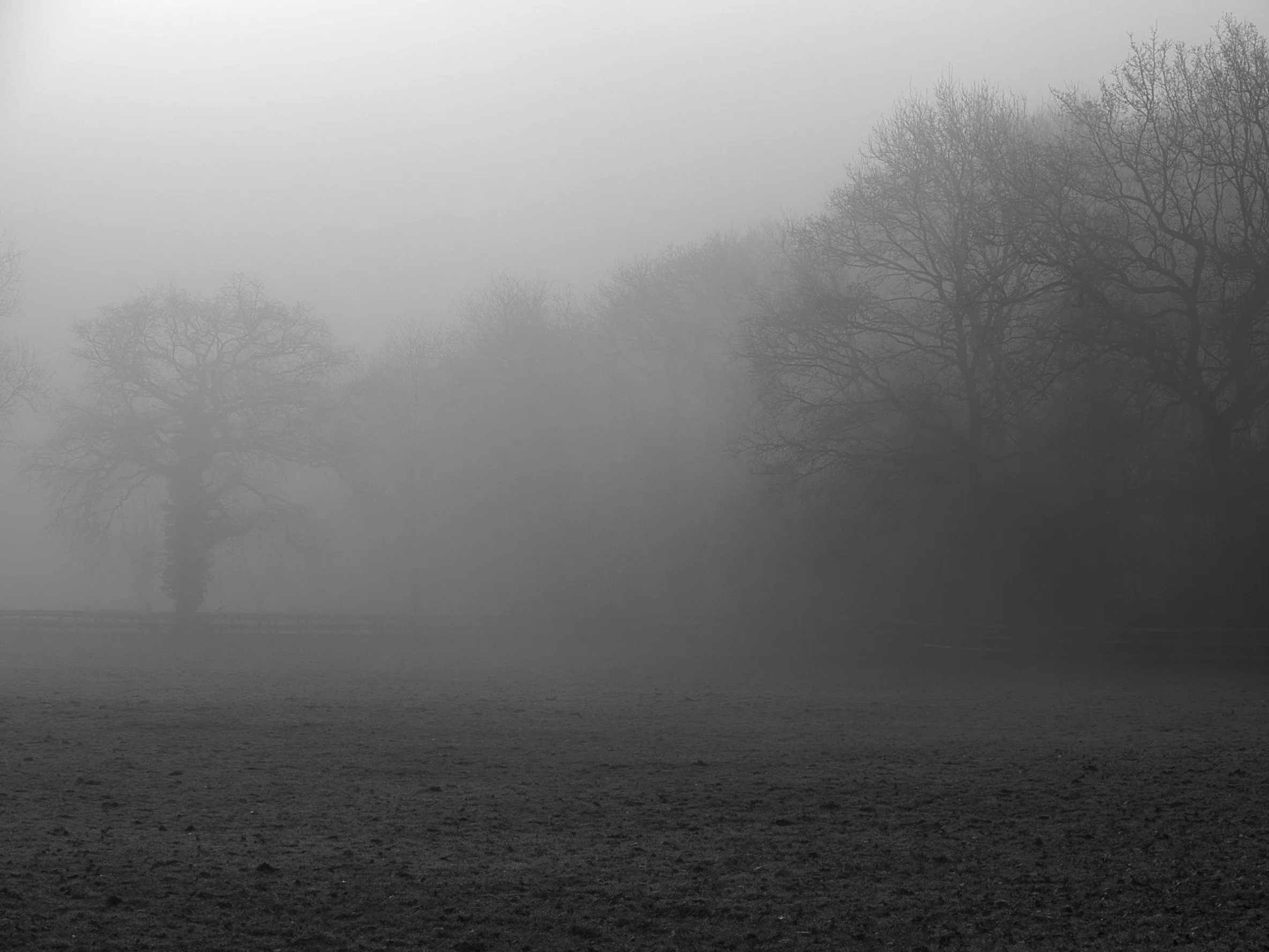 Misty morning at the woodland edge, Hodgemoor Wood, Chiltern Hills, Buckinghamshire