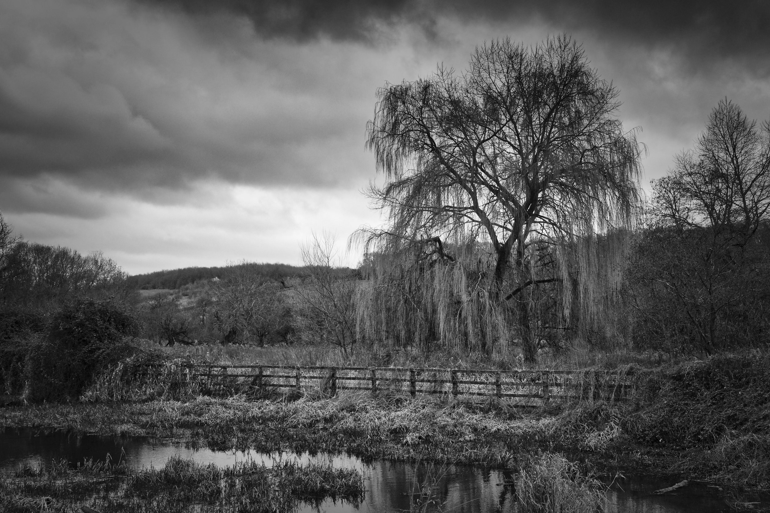 Bare weeping willow on the banks of the River Chess, wooden fence and reed beds in the foreground, stormy sky above, Chess Valley, Buckinghamshire, black and white