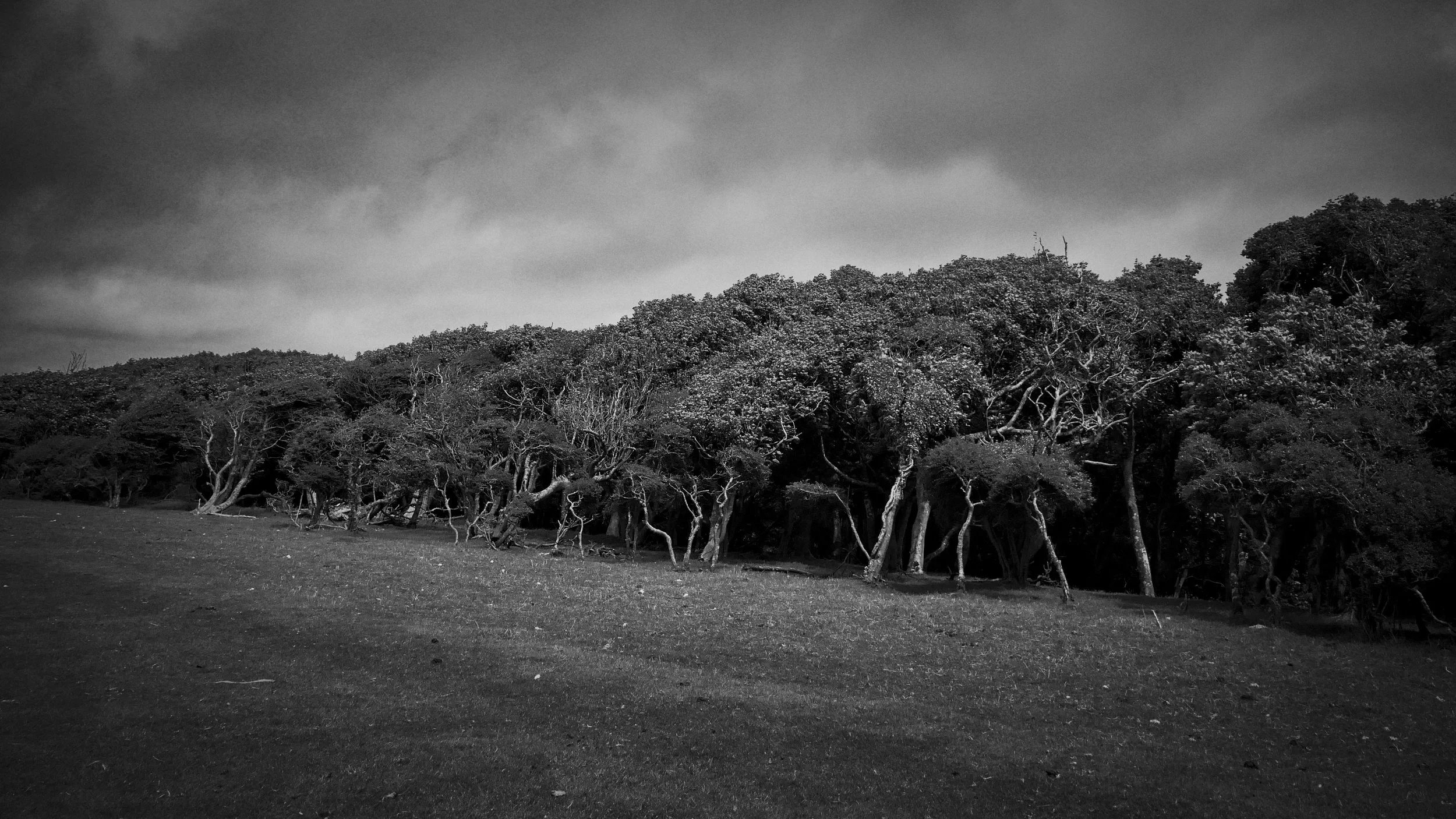 Row of wind-shaped trees along a hillside, black and white