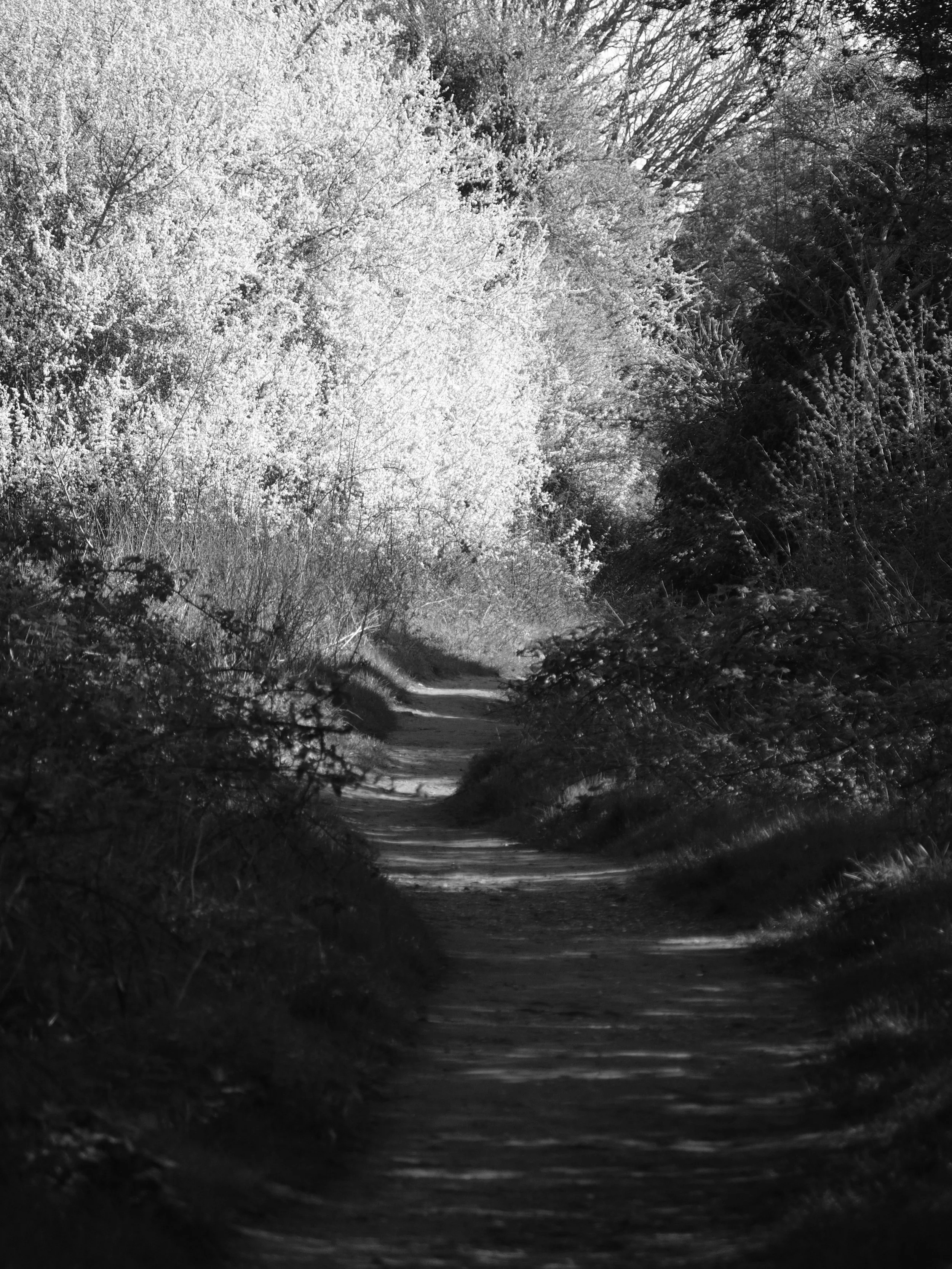 Sunlit path along the old Wycombe District railway line, spring blossom catching the morning light, dappled shadows on the track, Chiltern Hills, Buckinghamshire