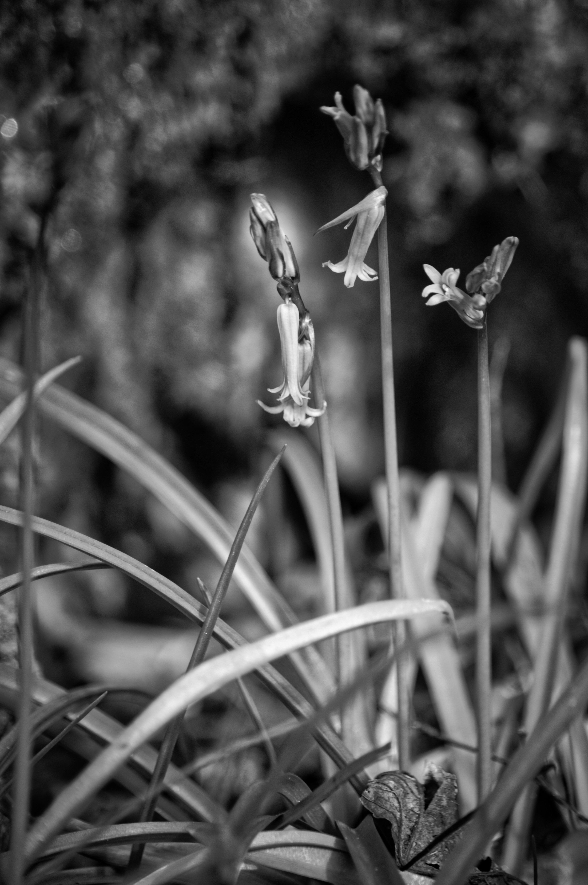 Early spring bluebells just beginning to emerge in Park Wood, Bisham Woods, Chiltern Hills, Buckinghamshire, photographed in black and white with soft woodland background bokeh.