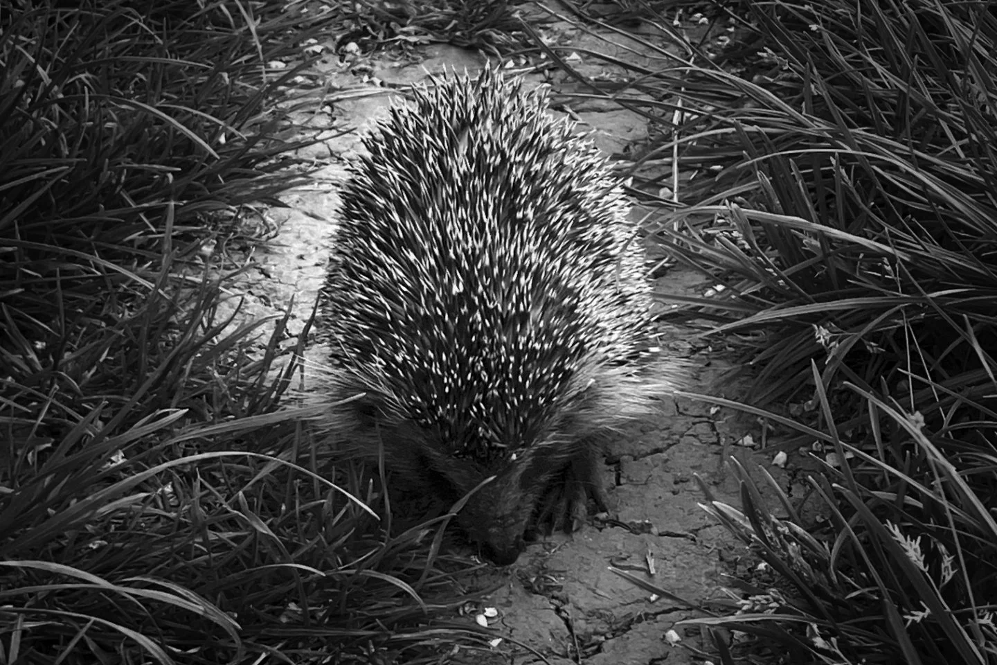 a black and white image of a hedgehog whilst out walking