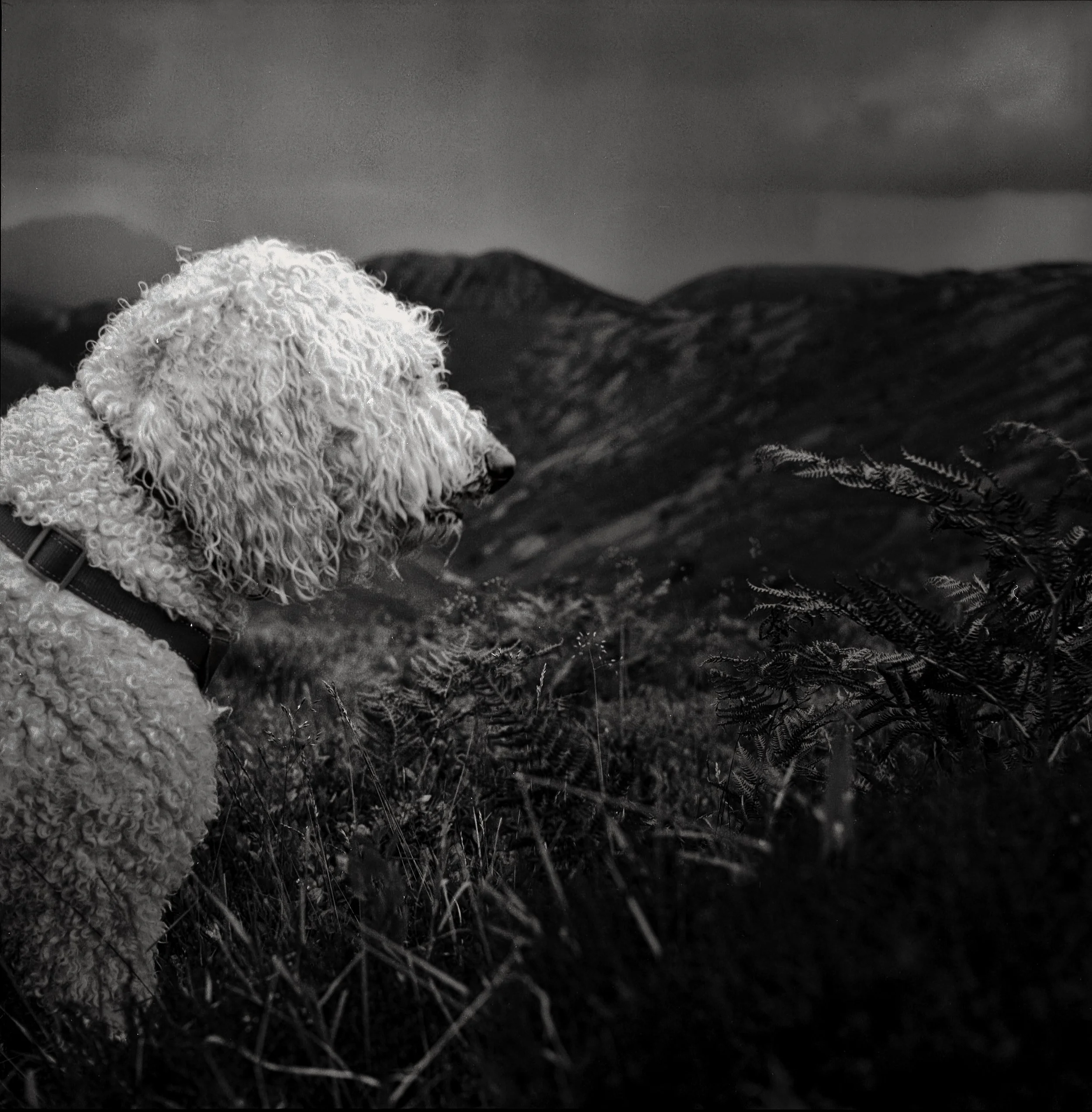 A curly-haired dog with a collar sitting outdoors, looking at distant hills and mountains under a cloudy sky.