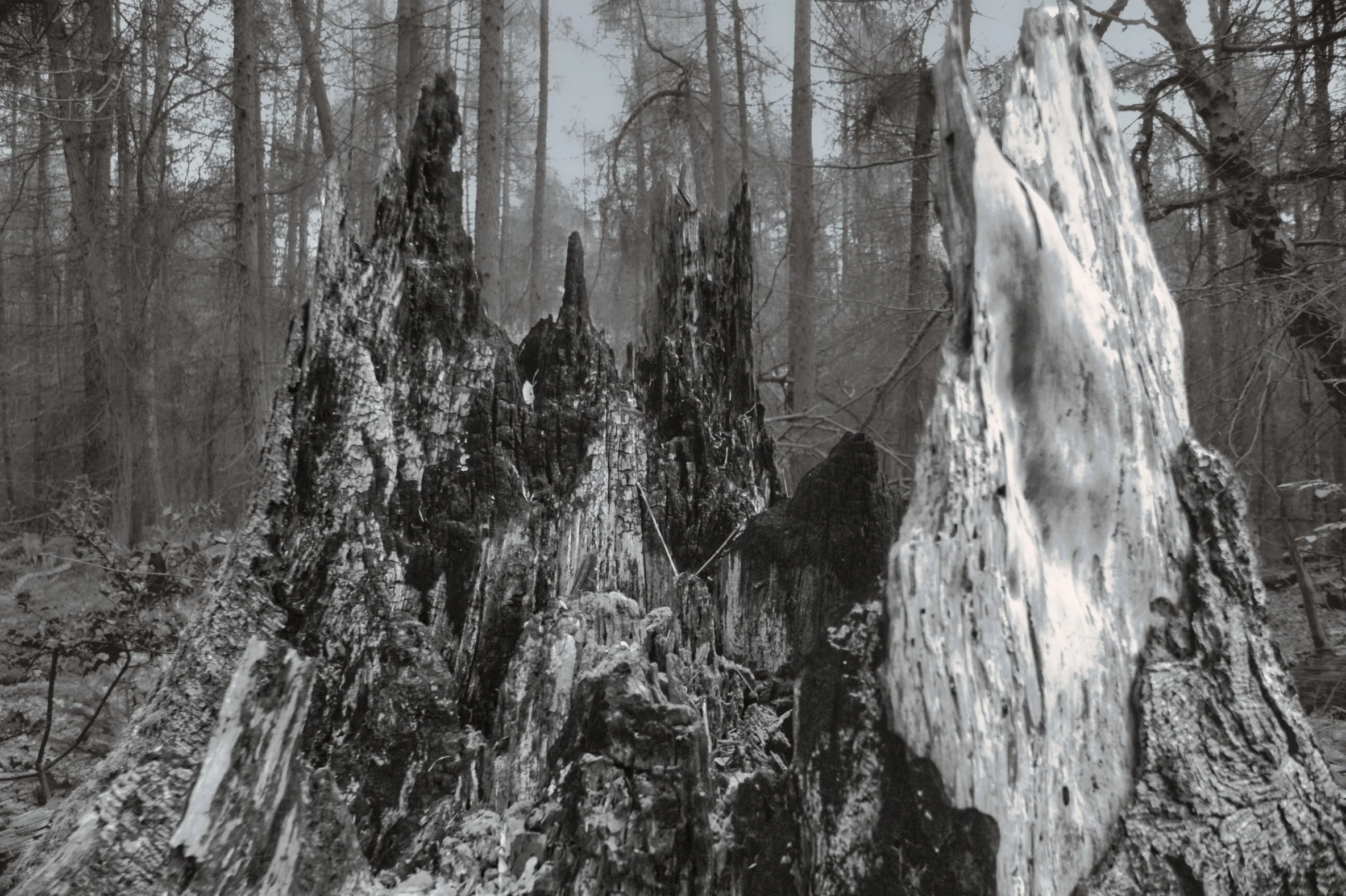 Decayed and weathered tree stump with jagged splintered wood in the mist at Quarry Wood, Bisham, Chiltern Hills, Buckinghamshire