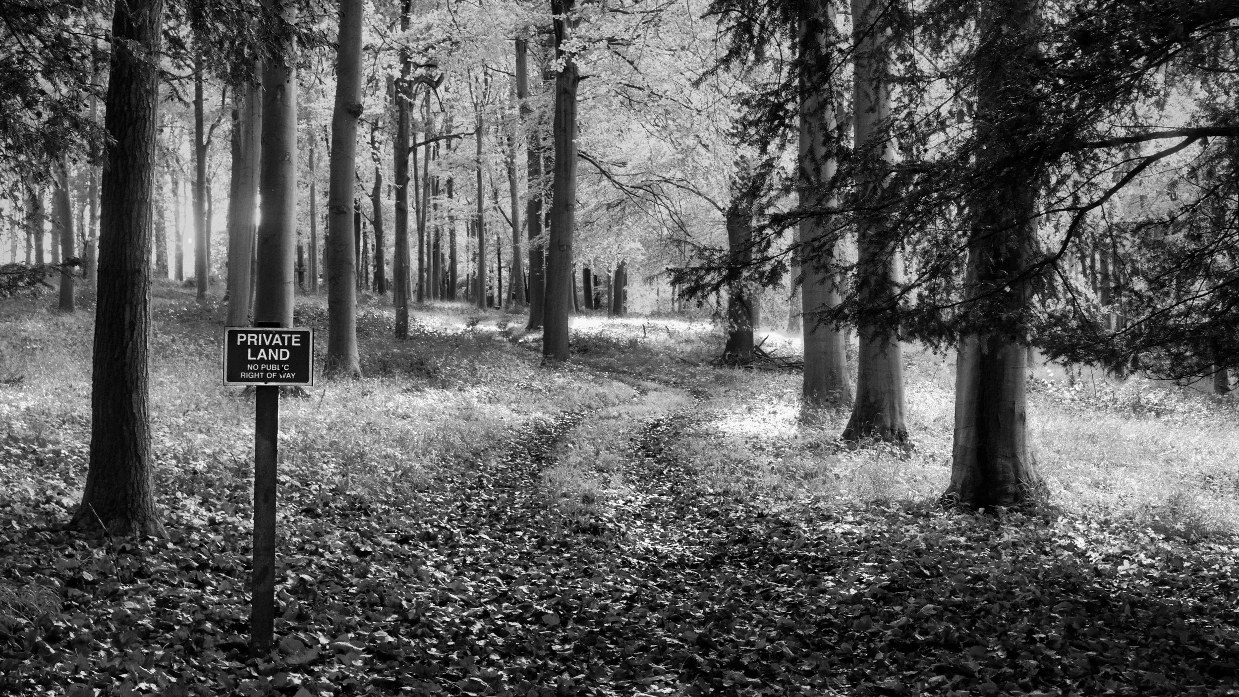 Tall trees in a woodland with a leaf-covered floor and light filtering through the canopy, Chiltern Hills, British Countryside, UK, monochrome