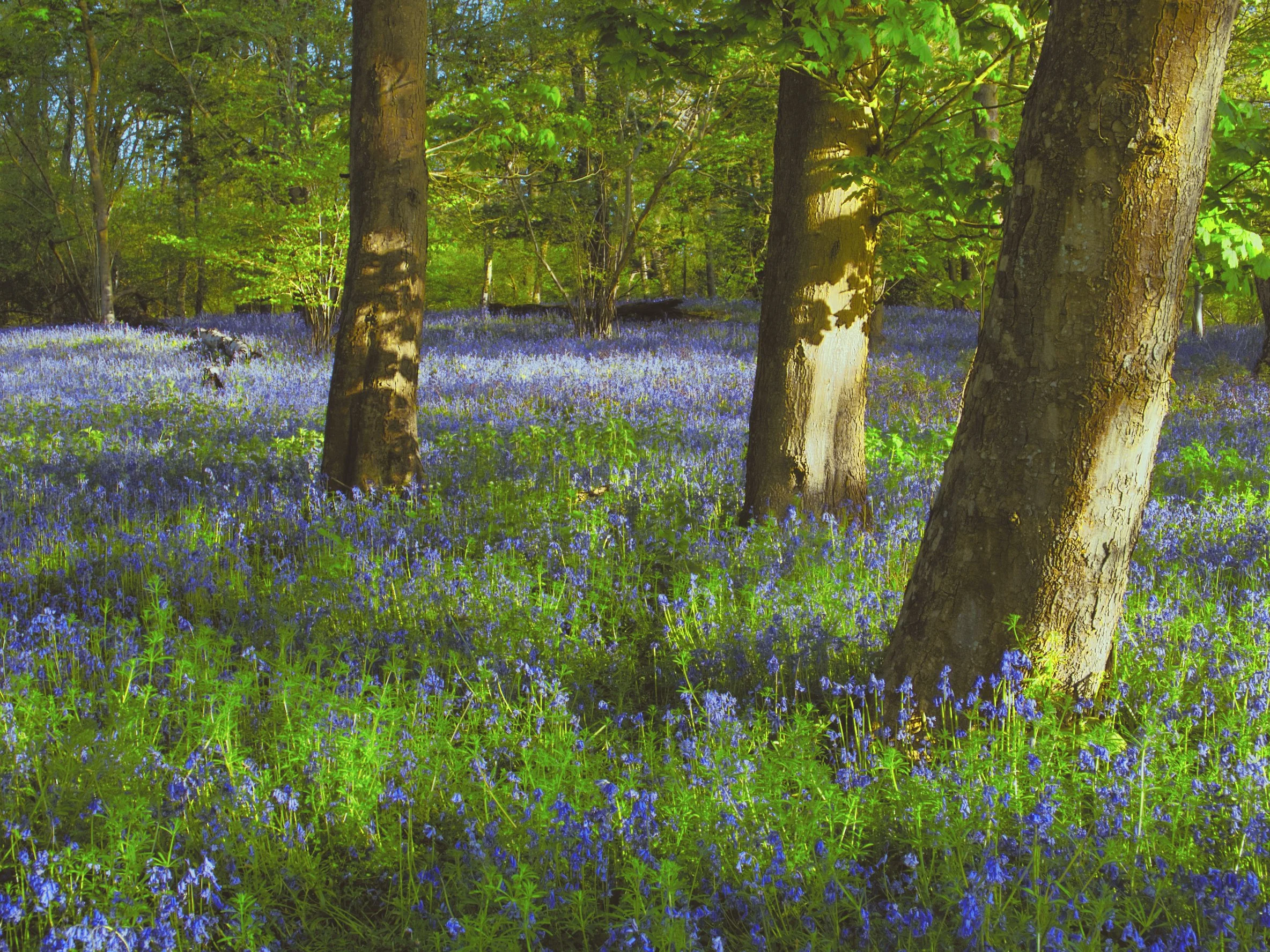 Bluebell carpet beneath beech trees in Church Wood Reserve, Hedgerley, Chiltern Hills, Buckinghamshire