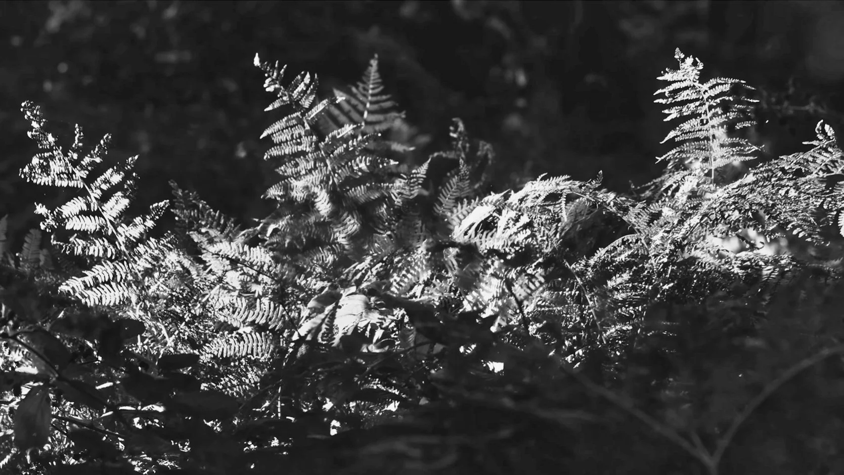Backlit ferns on the woodland floor at Ashridge Estate, Chiltern Hills, Hertfordshire