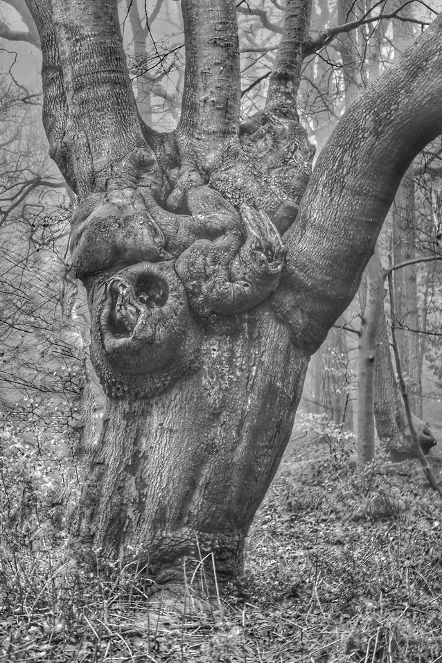 Ancient pollarded beech tree with gnarled trunk formations in the mist at Burnham Beeches, Chiltern Hills, Buckinghamshire