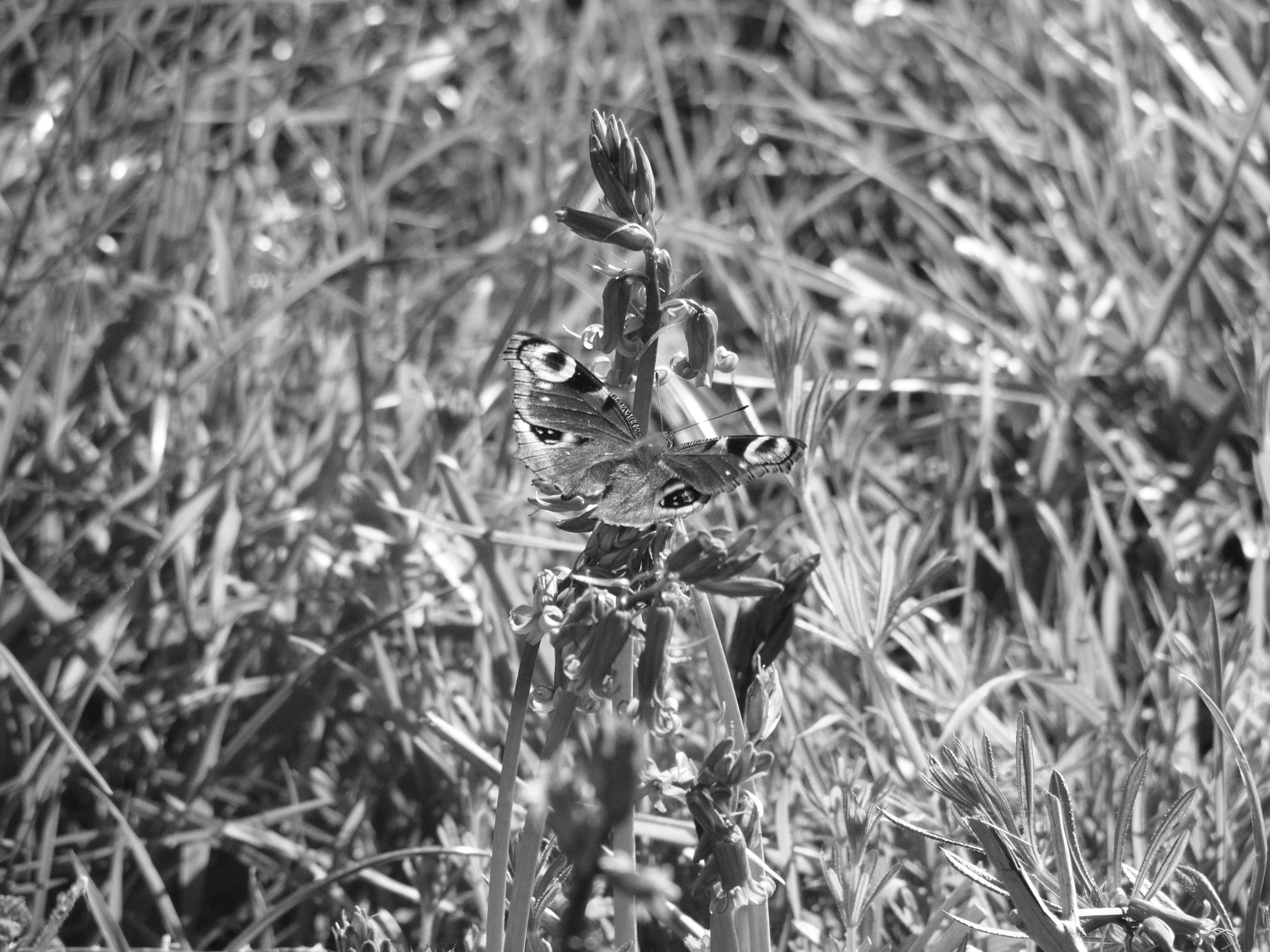 Peacock butterfly resting on a hedgerow stem in morning sunlight, Chiltern Hills, Buckinghamshire, black and white photograph