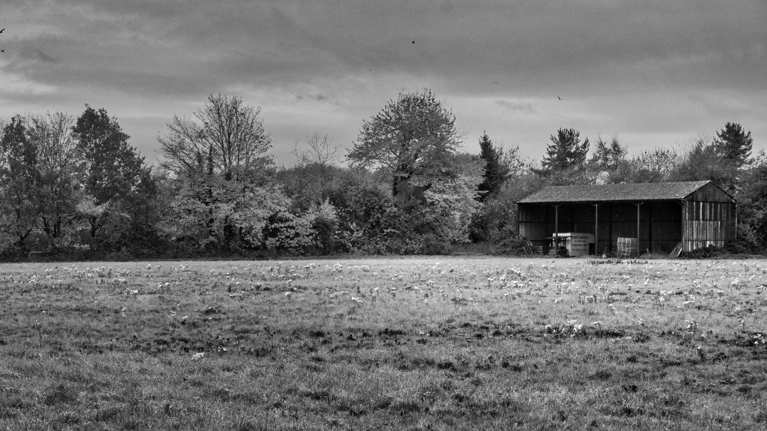 Black and white photograph of a grassy field dotted with small wildflowers, bordered by a line of trees and an open-sided farm shed under a cloudy sky.