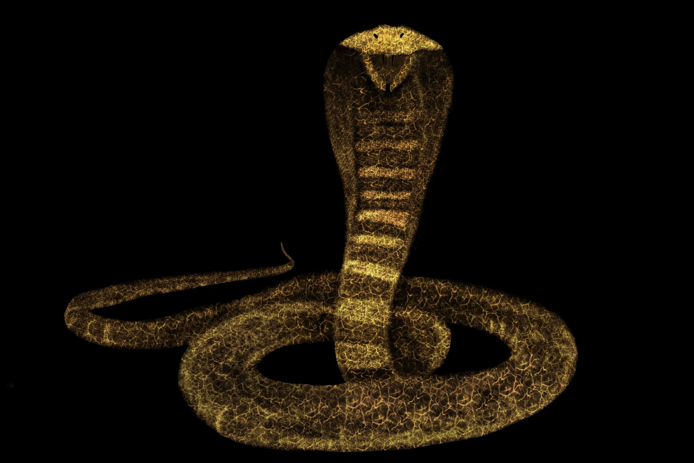2024_slick_snake_037.jpg