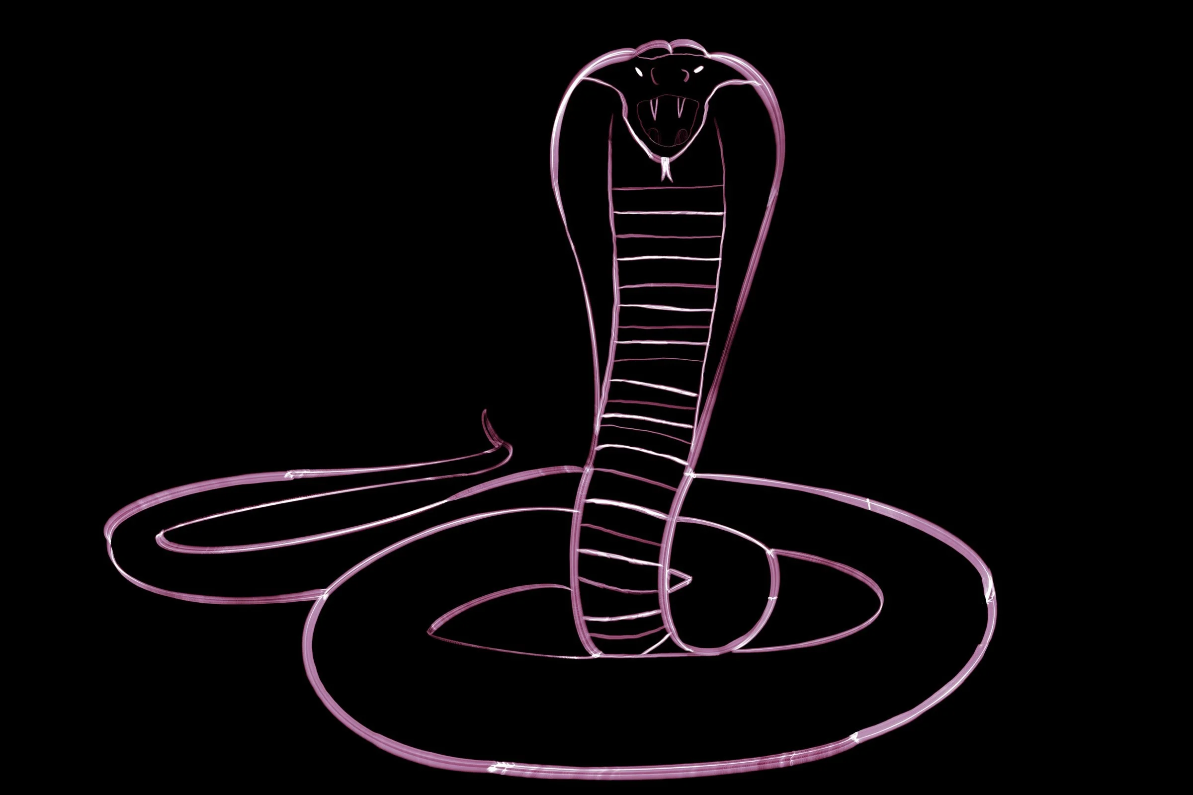 2024_slick_snake_038.jpg