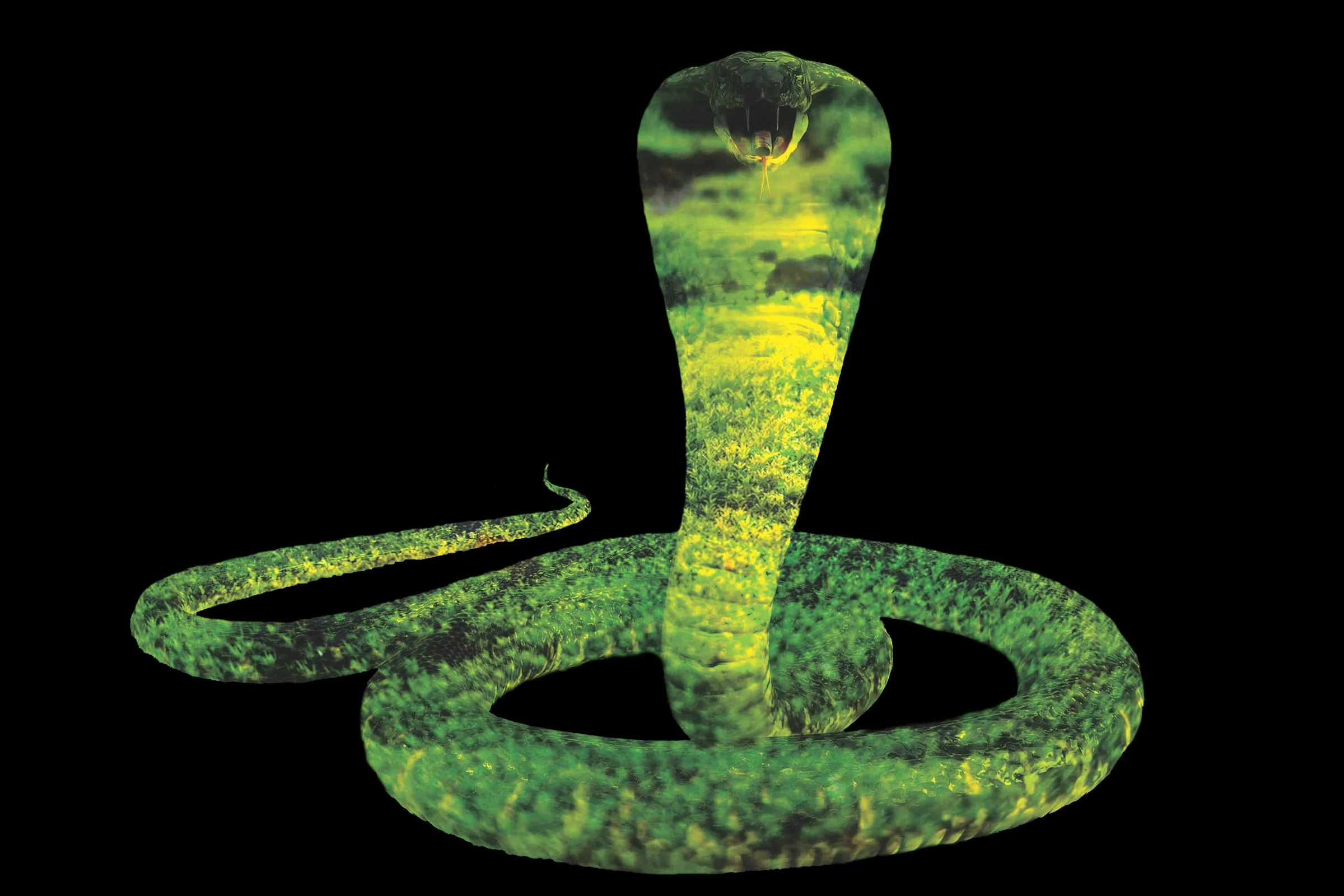 2024_slick_snake_014.jpg