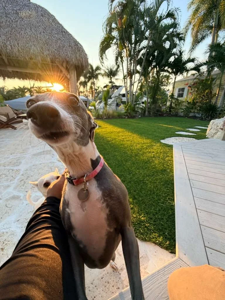 Maintenance and Cleaning