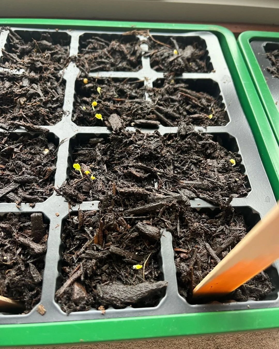 What an early spring roller-coaster we&rsquo;re in. Sun. Rain. Icy mornings. Clear skies and rainbows. Grey days. Wild times. According to the Chinese solar term calendar, we&rsquo;re entering Qing Ming, meaning Clear and Bright. This phase sees natu