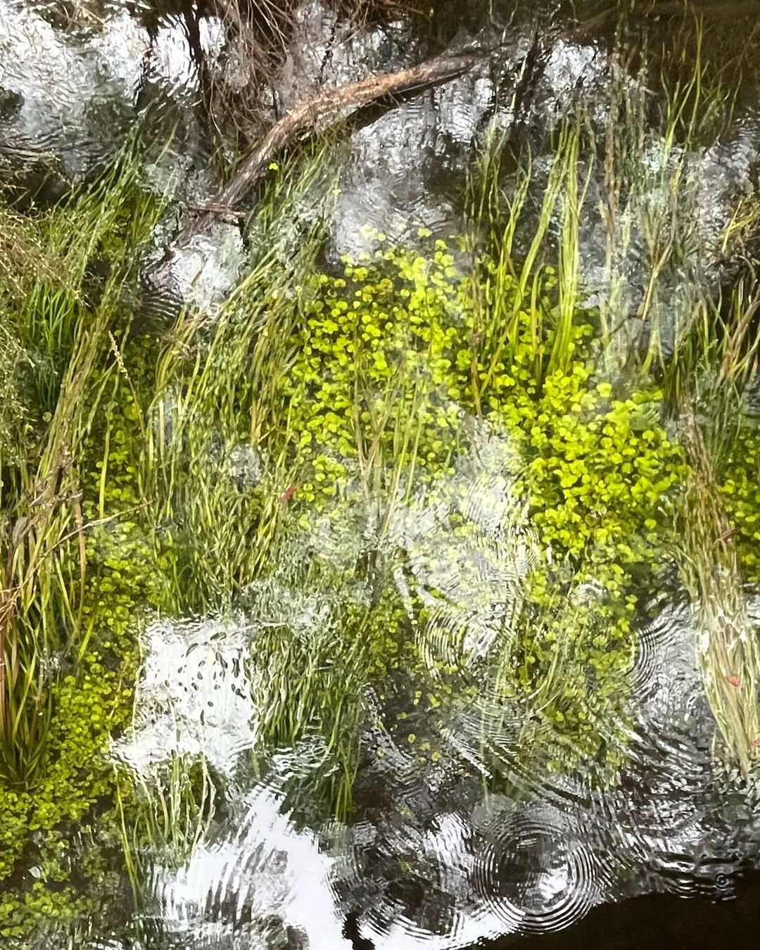 This solar node is called Grain Rain &mdash; Gu Yu. I&rsquo;m a bit shocked by how accurately this one lands for the South West right now, and also mirrors what I&rsquo;ve seen in clinic this week.

We have had, and are having some pretty wet days mi