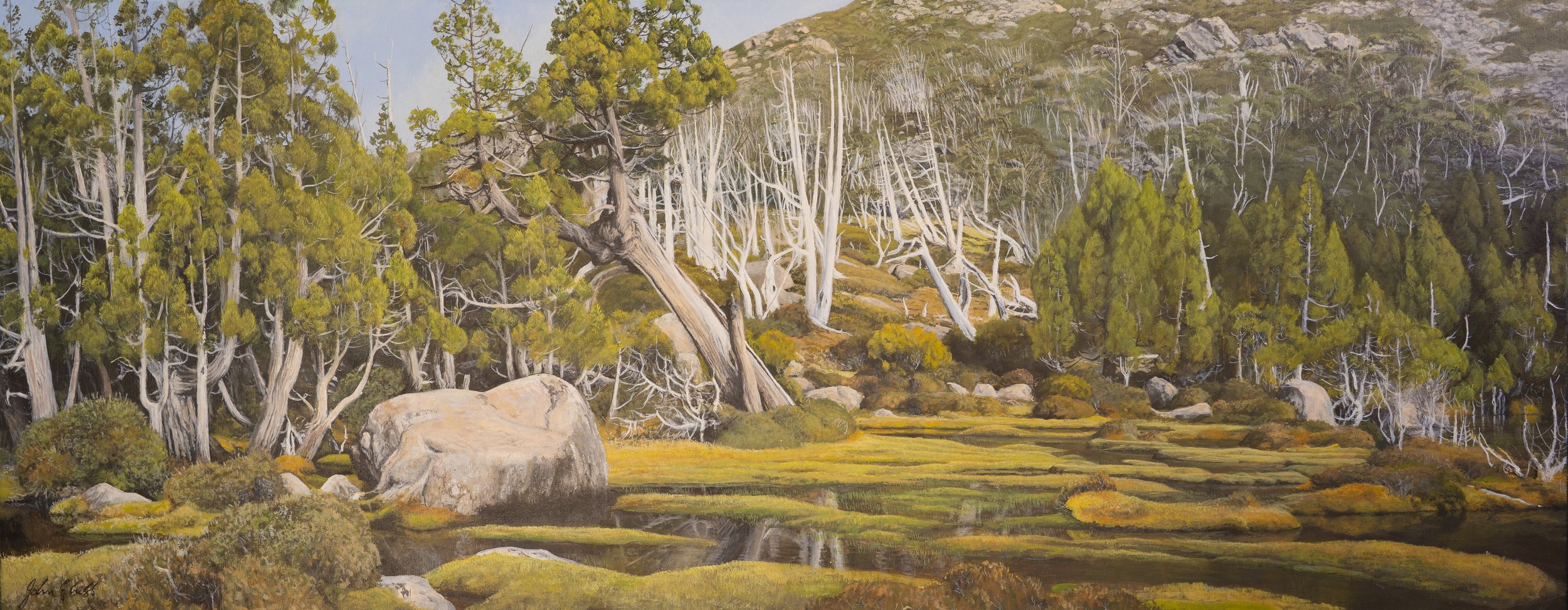 Old ‘Sentinel Pine’ at the Pool Bethesda.

(sold)

acrylic on canvas / 131 x 700 cm.

Another tenacious survivor of a millennium of winters and the destructive bushfires of the 60s, under the protection of  ‘The Temple and watered by the still waters
