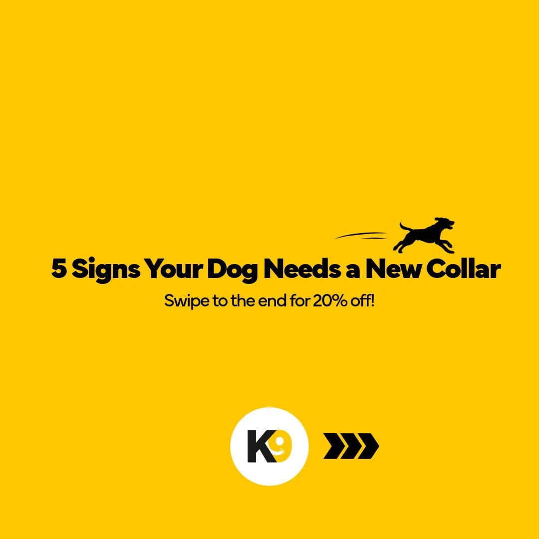 5 Reasons Your Dog Needs a New Collar-1.jpeg