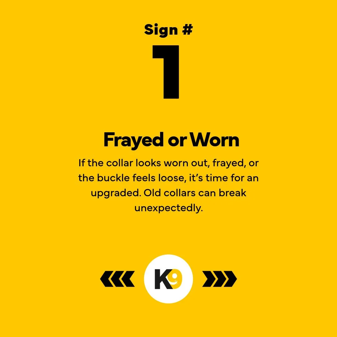 5 Reasons Your Dog Needs a New Collar-2.jpeg