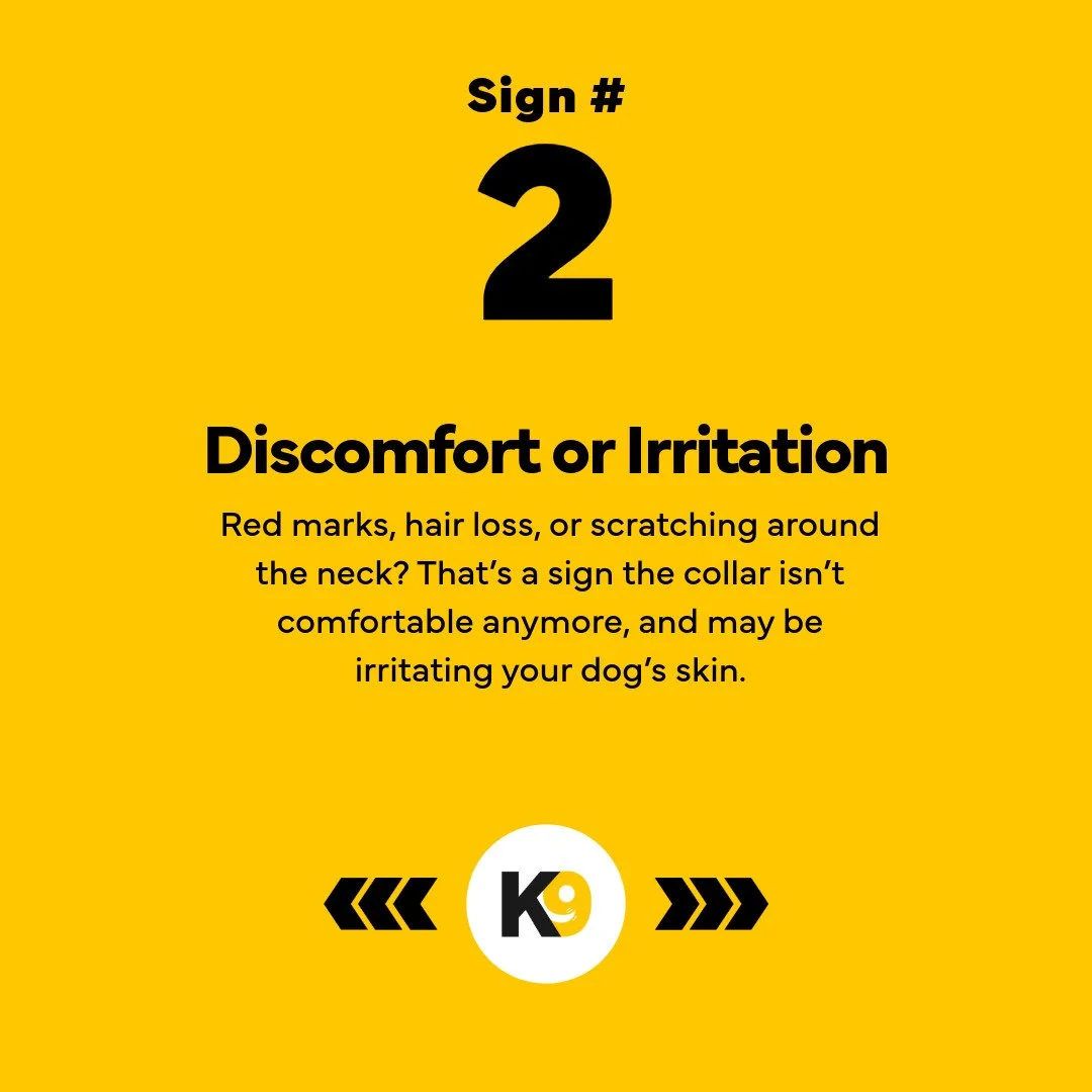 5 Reasons Your Dog Needs a New Collar-3.jpeg