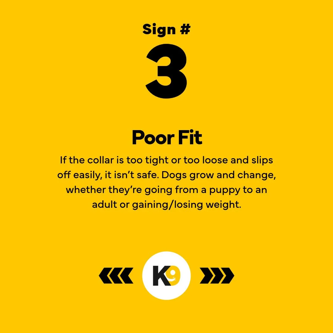 5 Reasons Your Dog Needs a New Collar-4.jpeg