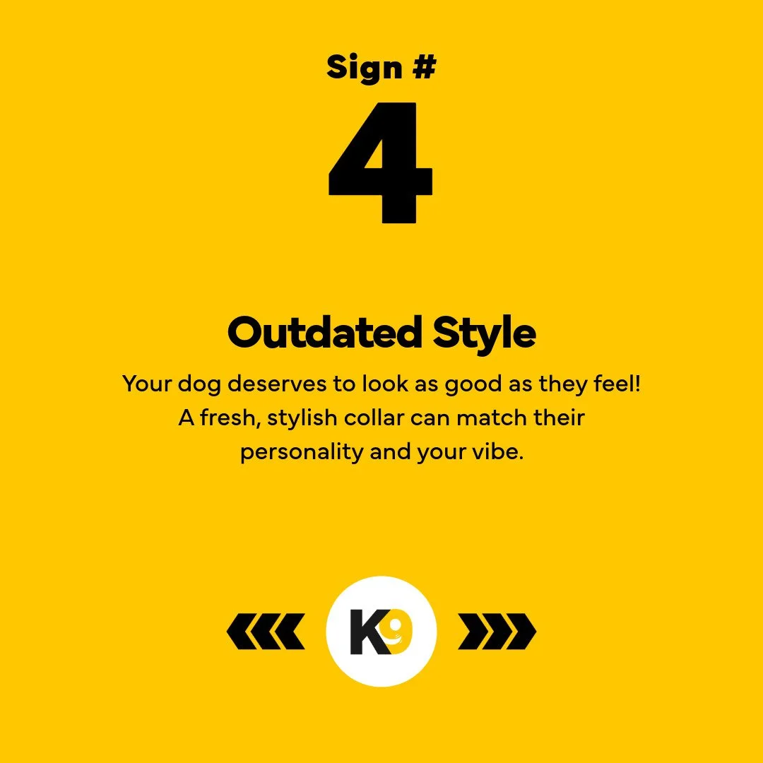 5 Reasons Your Dog Needs a New Collar-5.jpeg