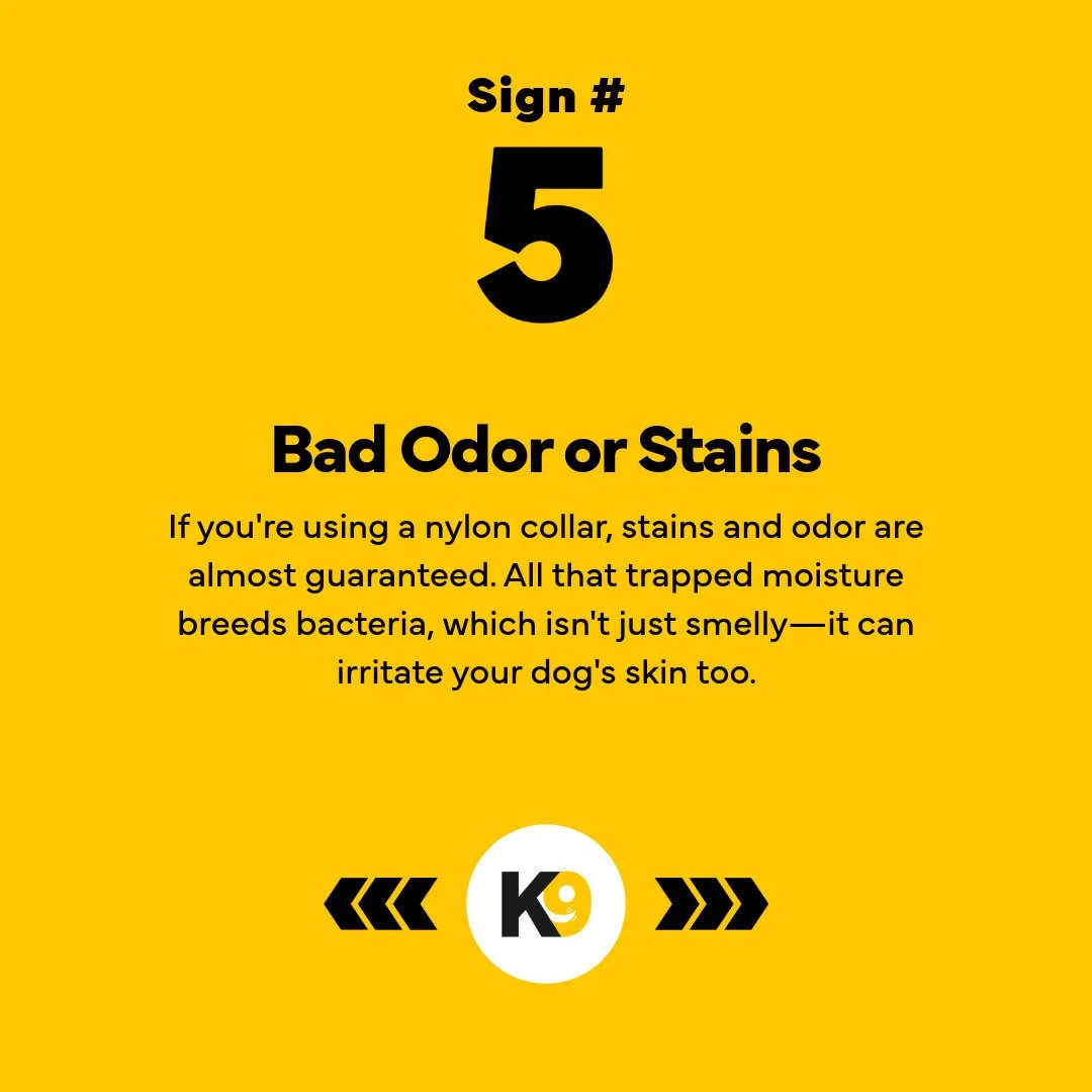 5 Reasons Your Dog Needs a New Collar-6.jpeg