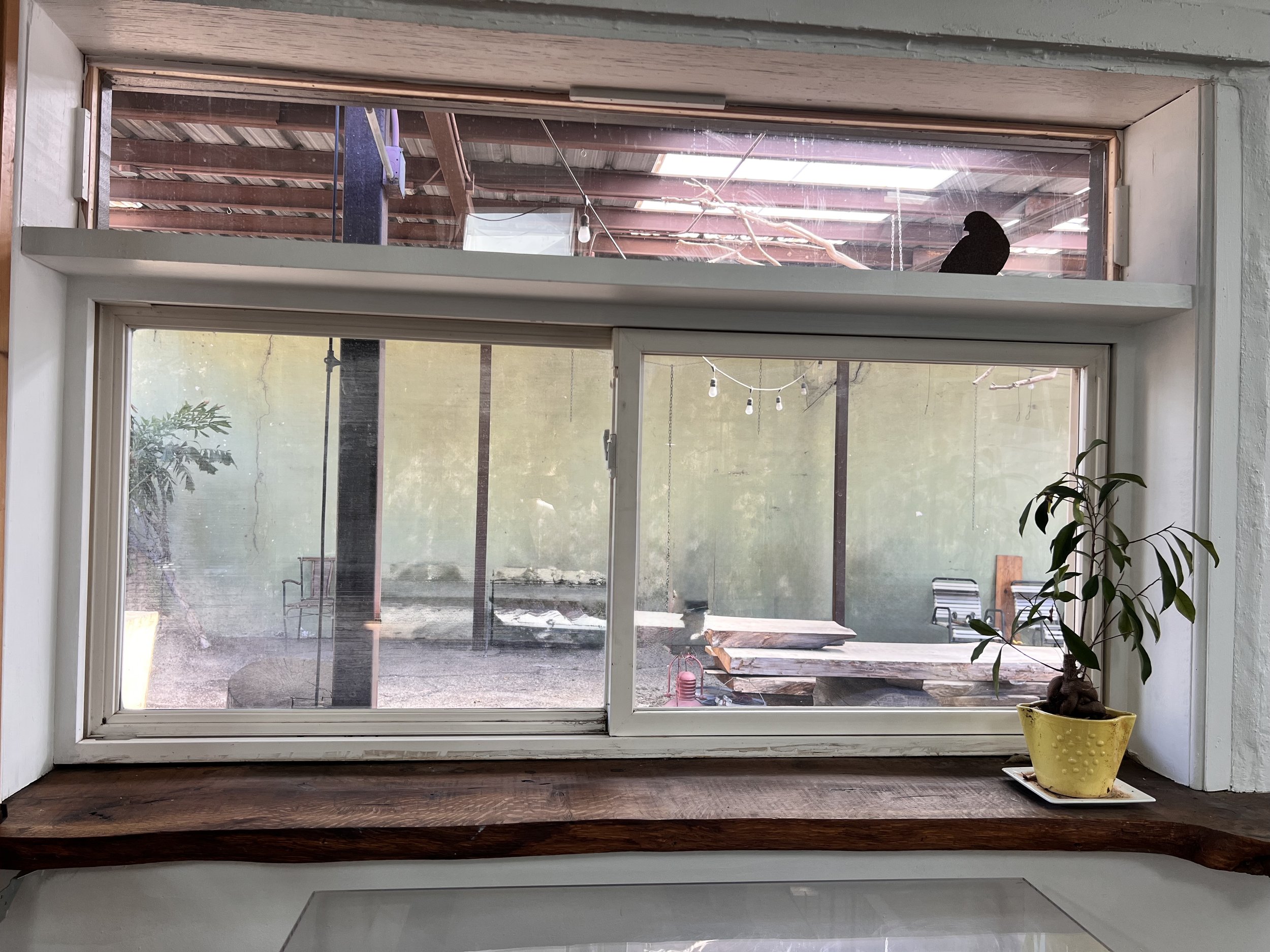 A view through a window showing an outdoor patio with string lights, a bench, and a green wall. Inside, a small potted plant with green leaves sitting on a wooden window sill.