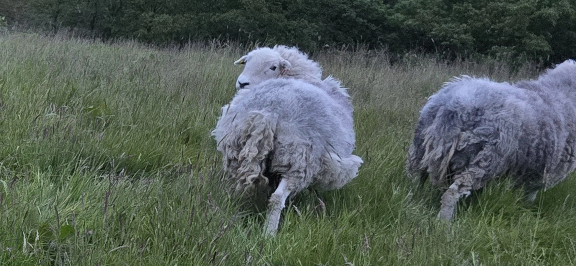 Two Idiots Don’t Make a Right