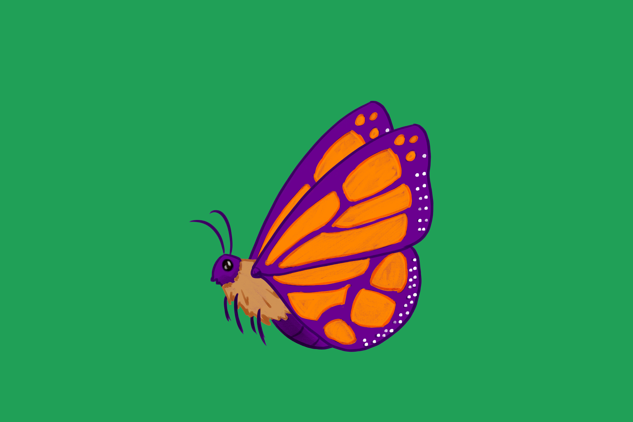 butterfly side body.png