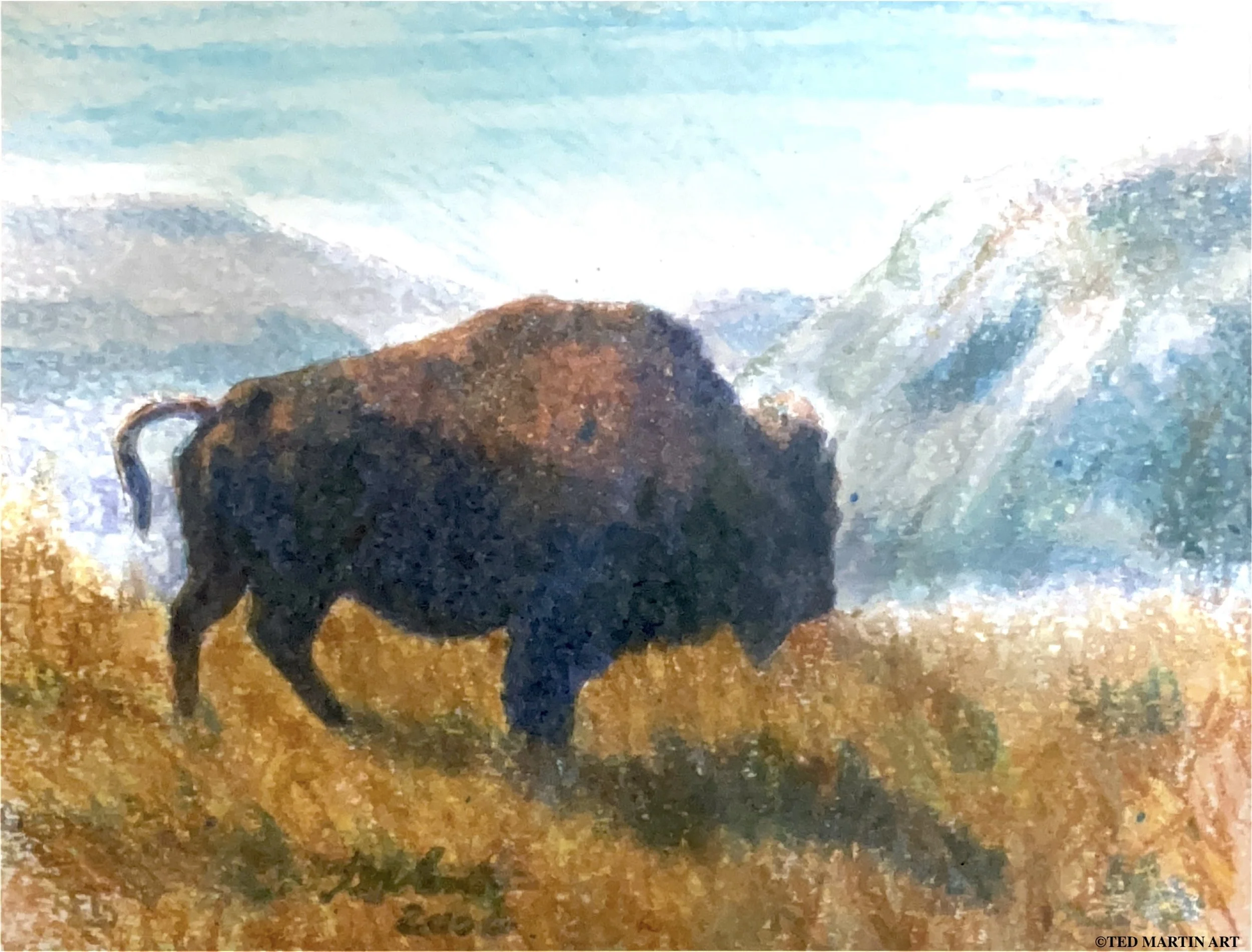 "Buffalo" -
Drawing (Crayola Crayon) -
11"x14"