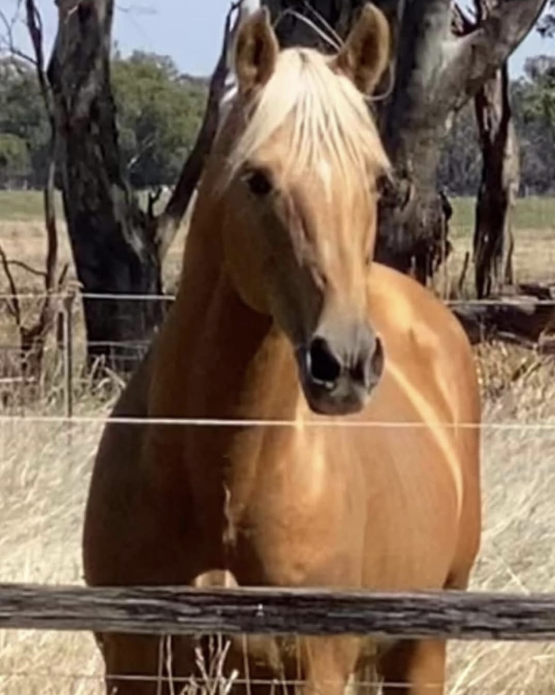 A horse's health not only shows with the glistening of their coat, but also with the calmness in their eyes, softness of their. muscle and a beautiful disposition and energy.