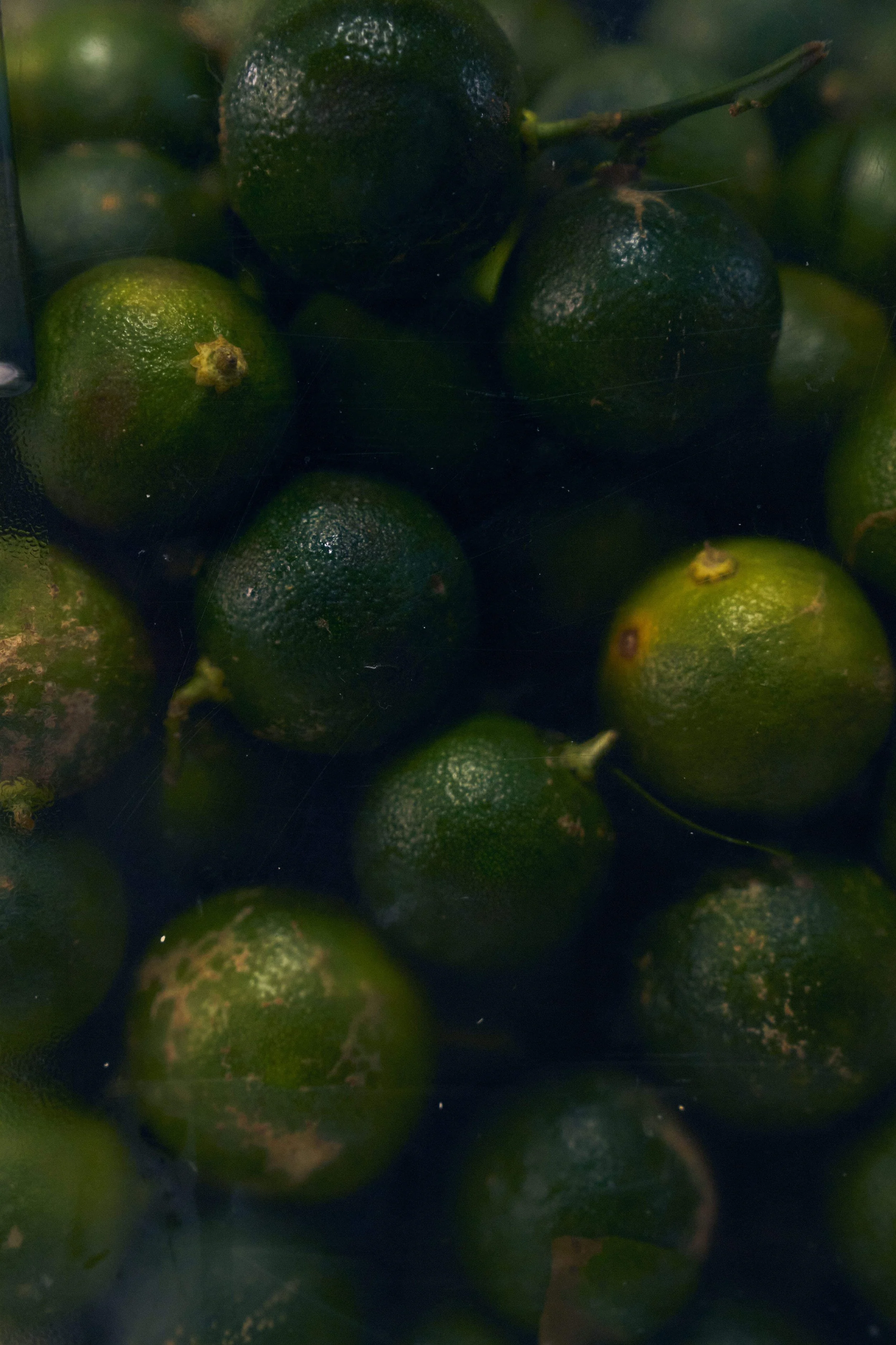 calamansi