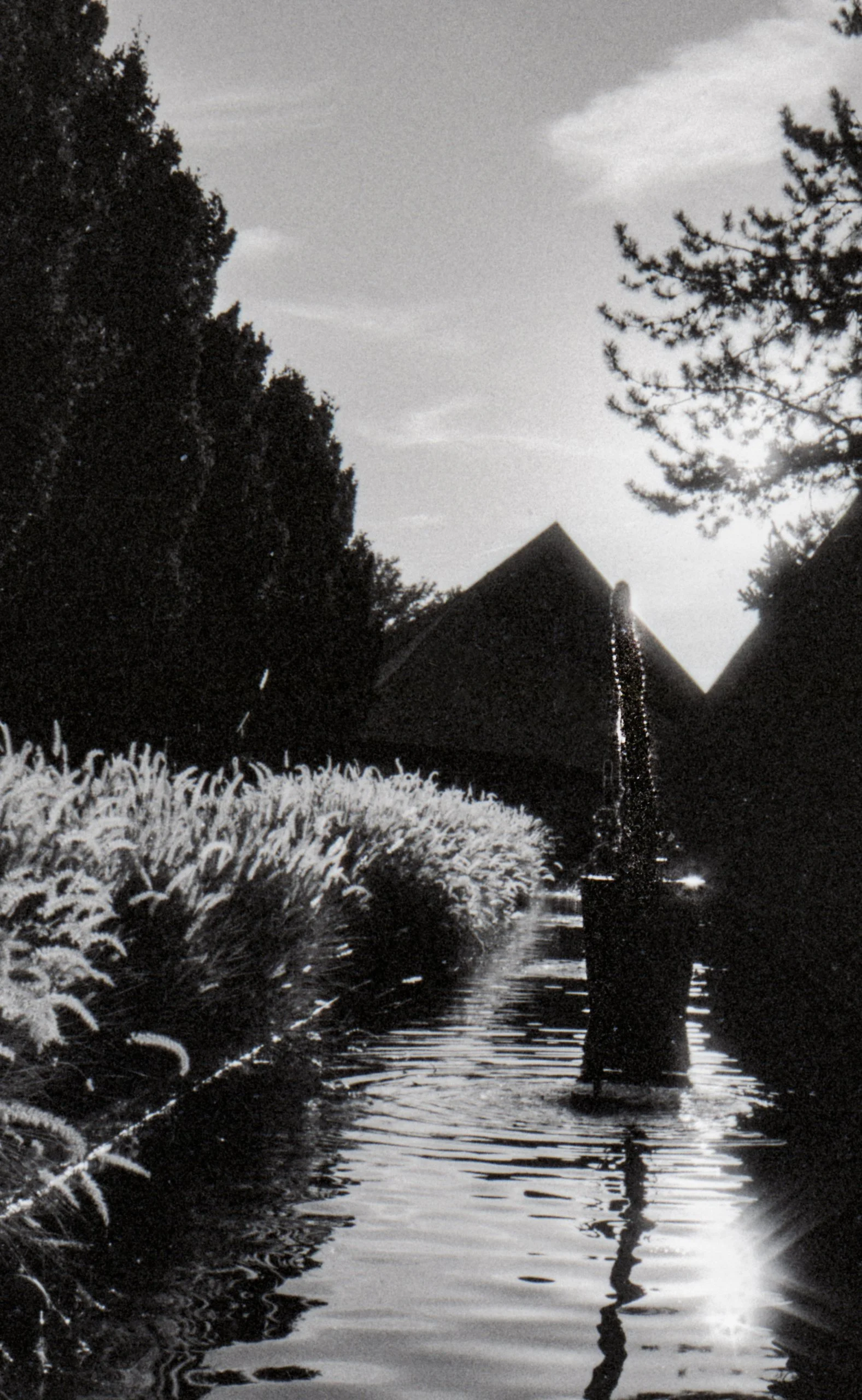 gardens, 2024, 35mm film scan