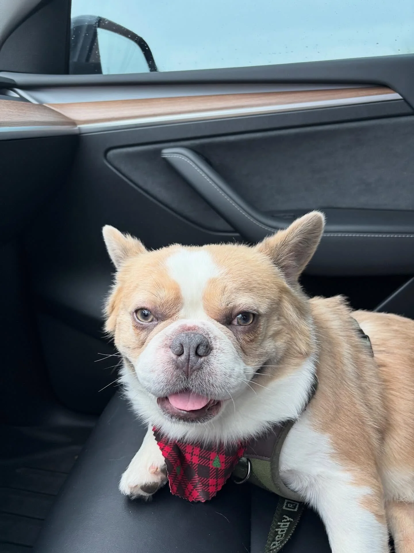 This little guy is one of our happy passengers 🚗🐶 always enjoying the ride and the treats!