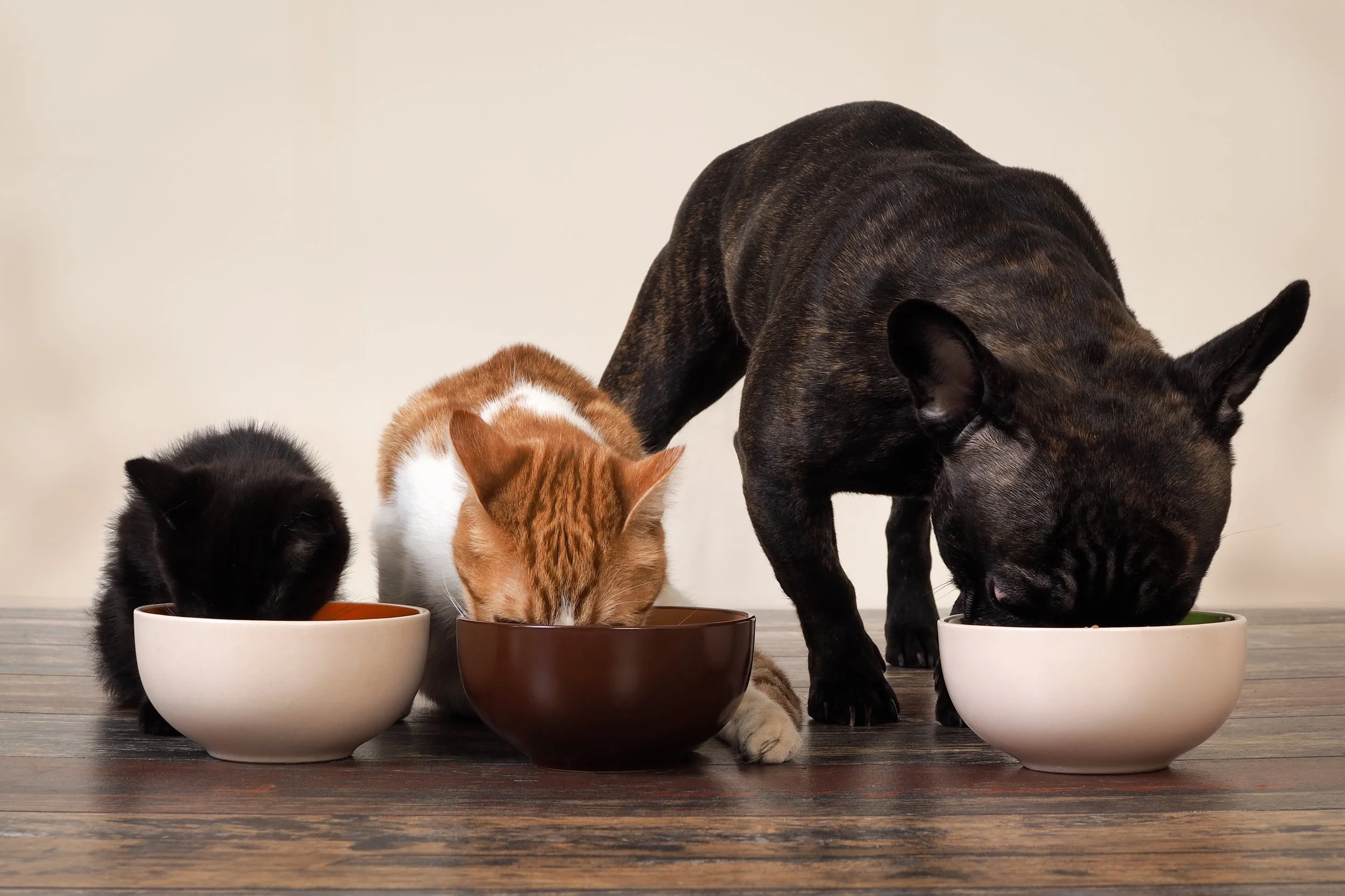 New! Pet Delivery Service