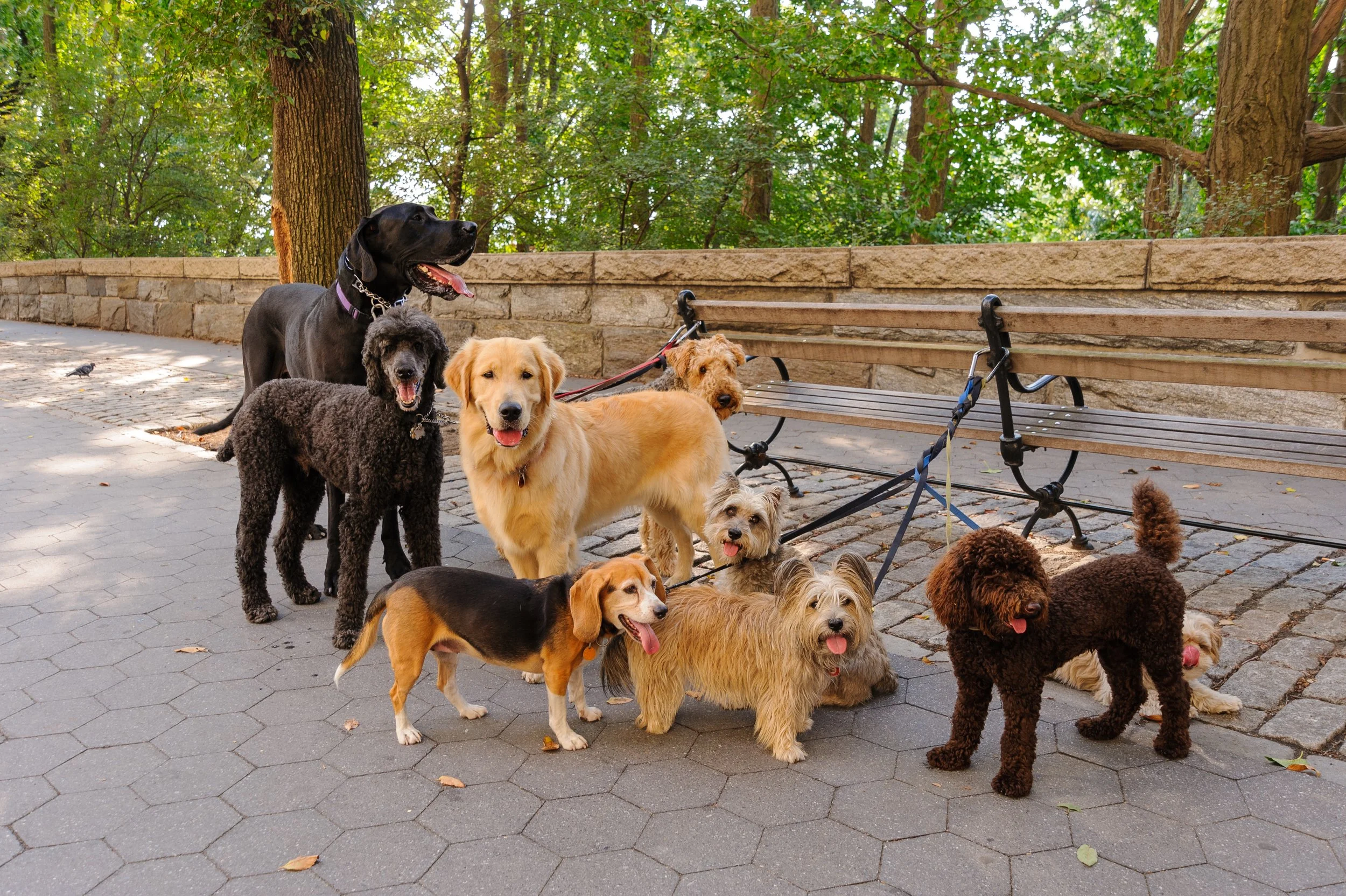 Group of ten dogs of various breeds and sizes sitting and standing on a paved pathway in a park with trees and benches in the background.