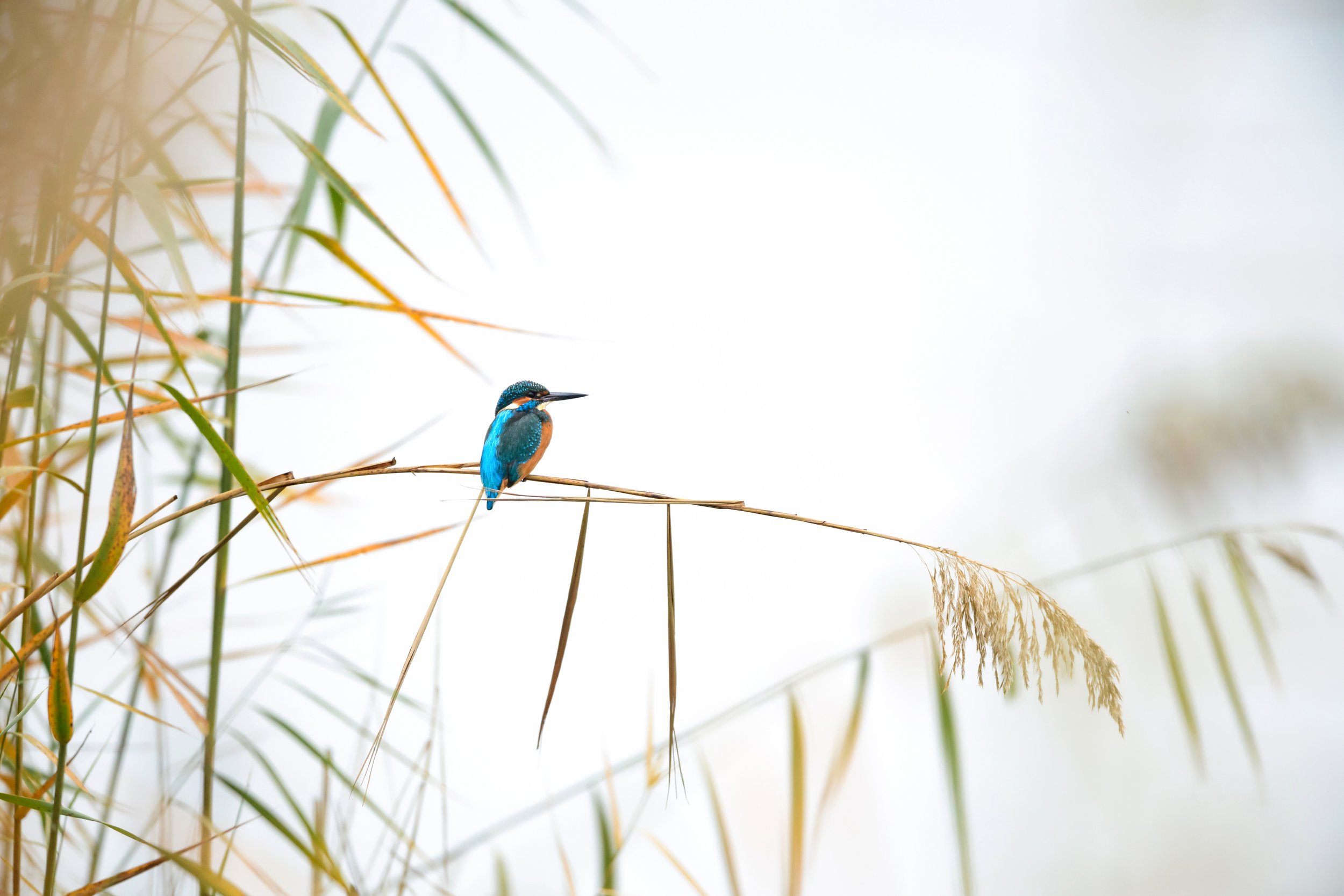 Kingfisher.jpg
