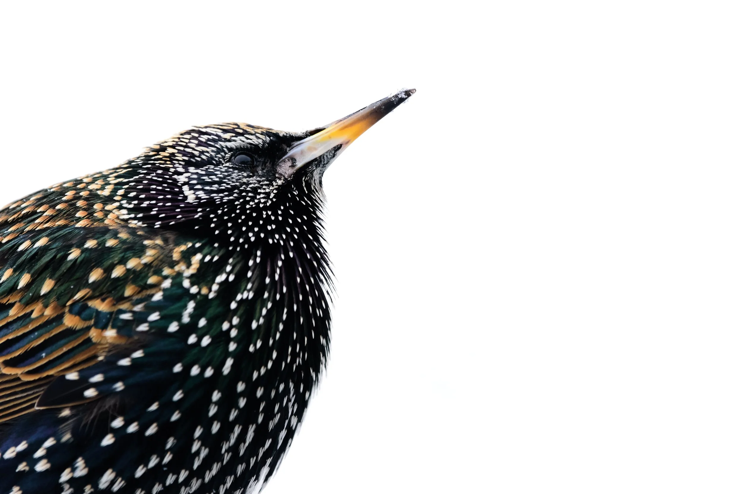 Starling.jpg