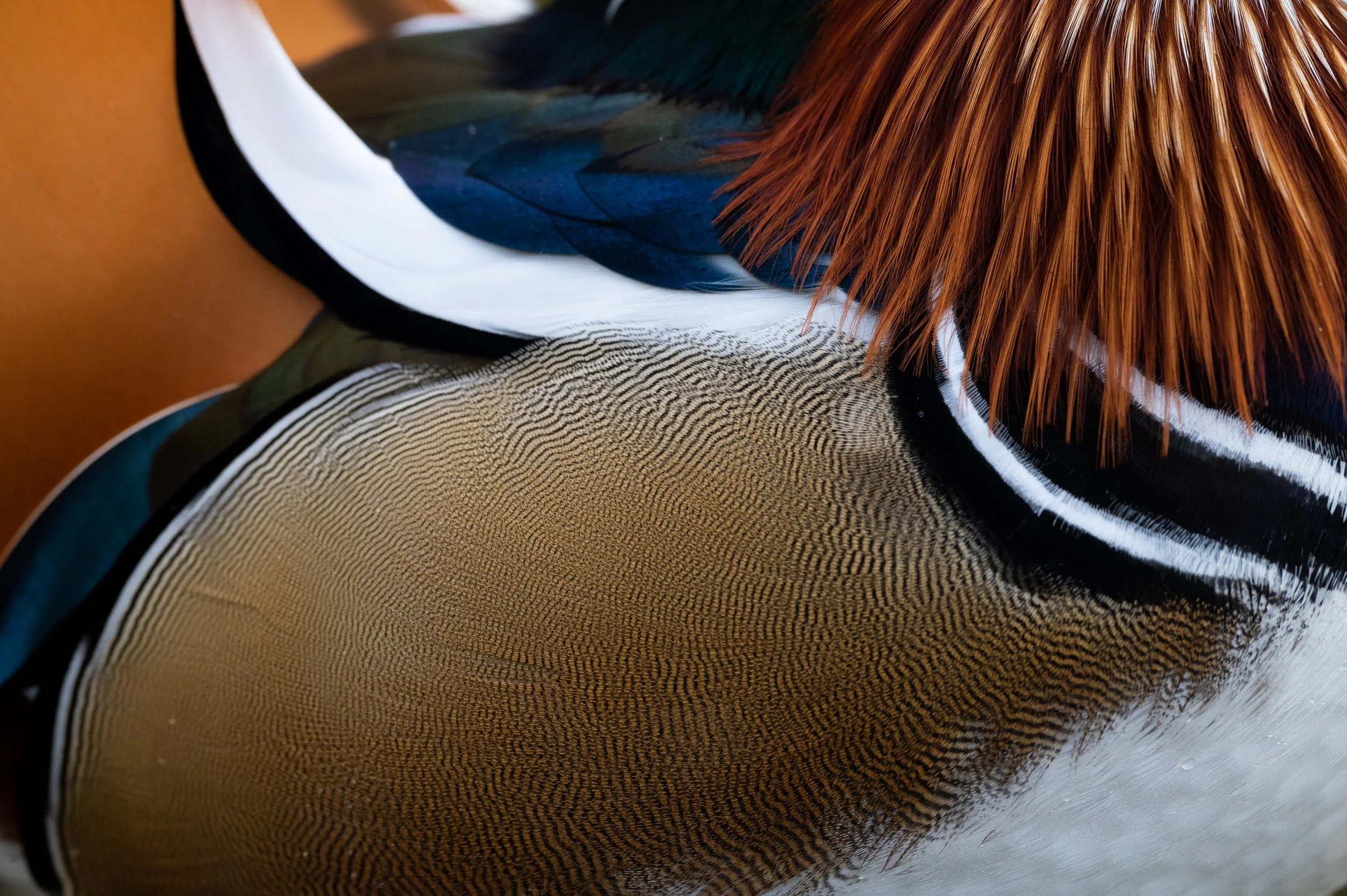 Duck.jpg