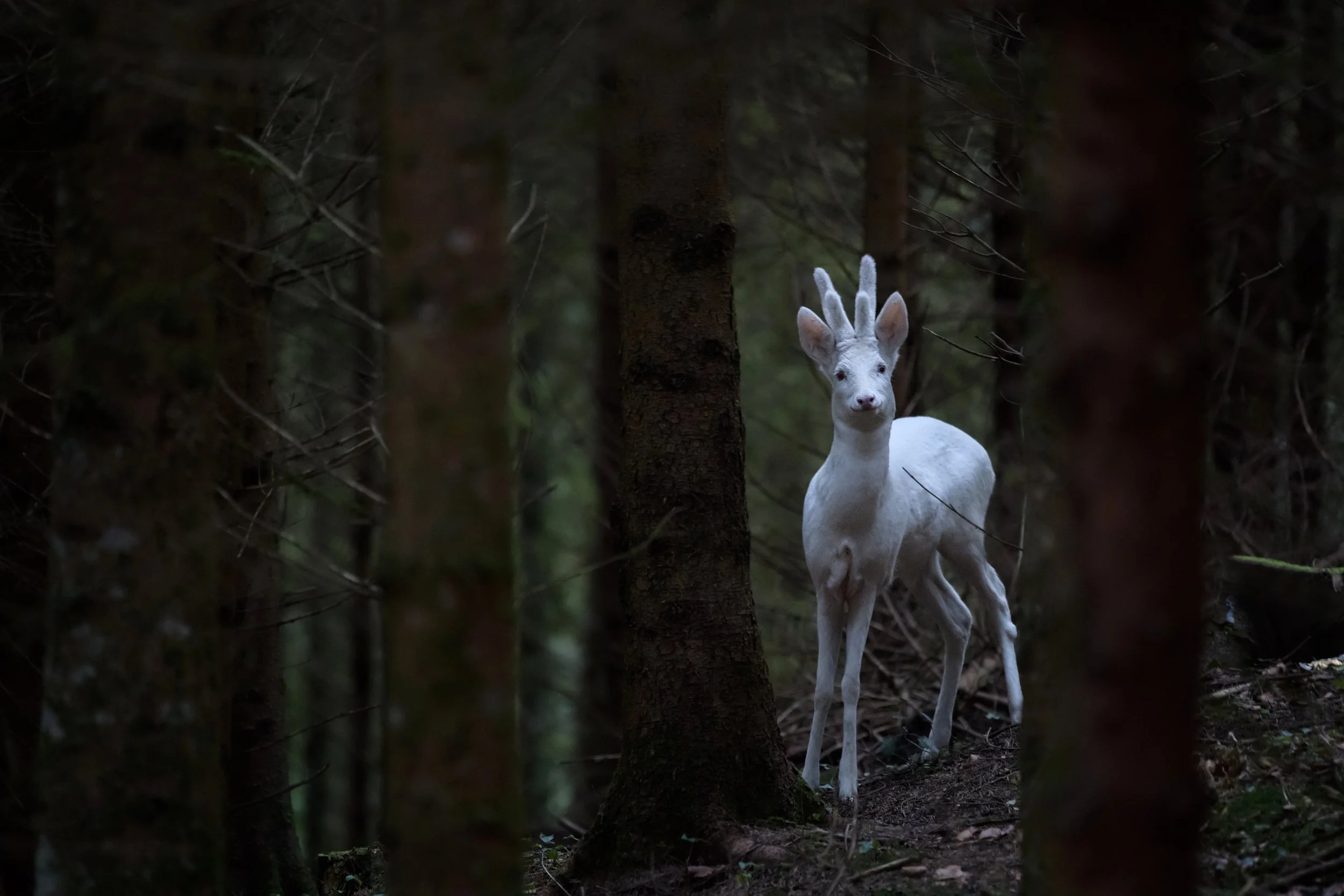 Albino.jpg