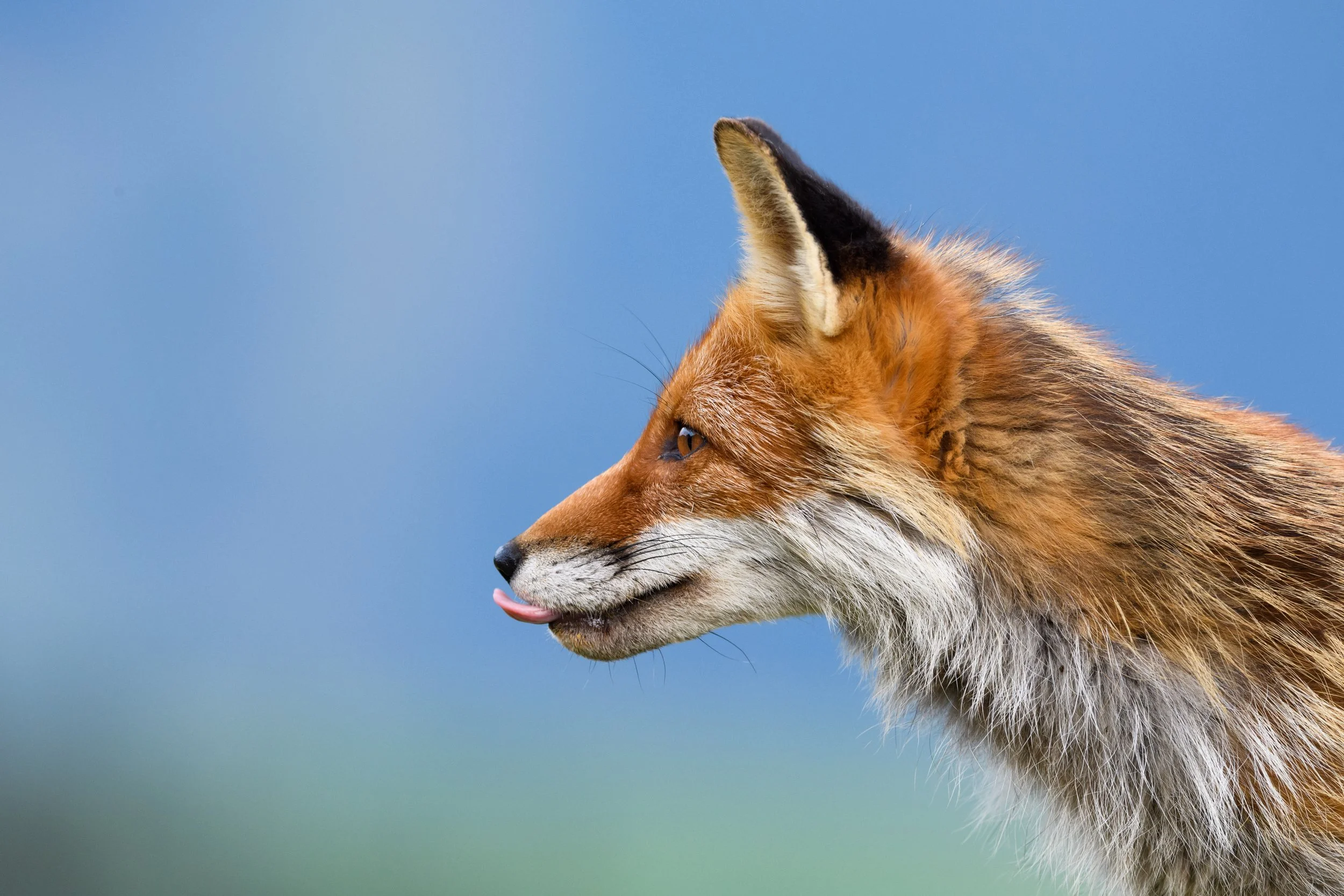 Fox_Portrait.jpg
