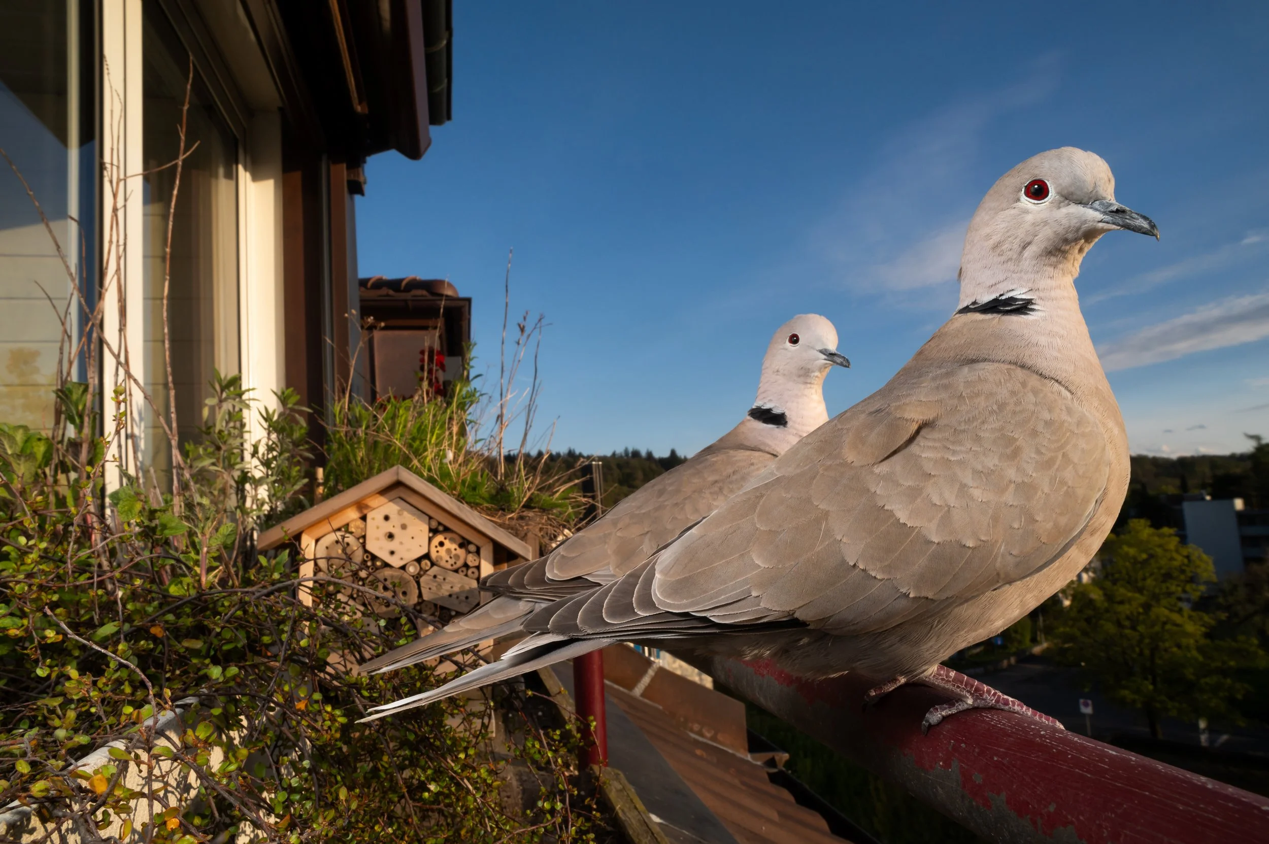 DoveVisitors.jpg