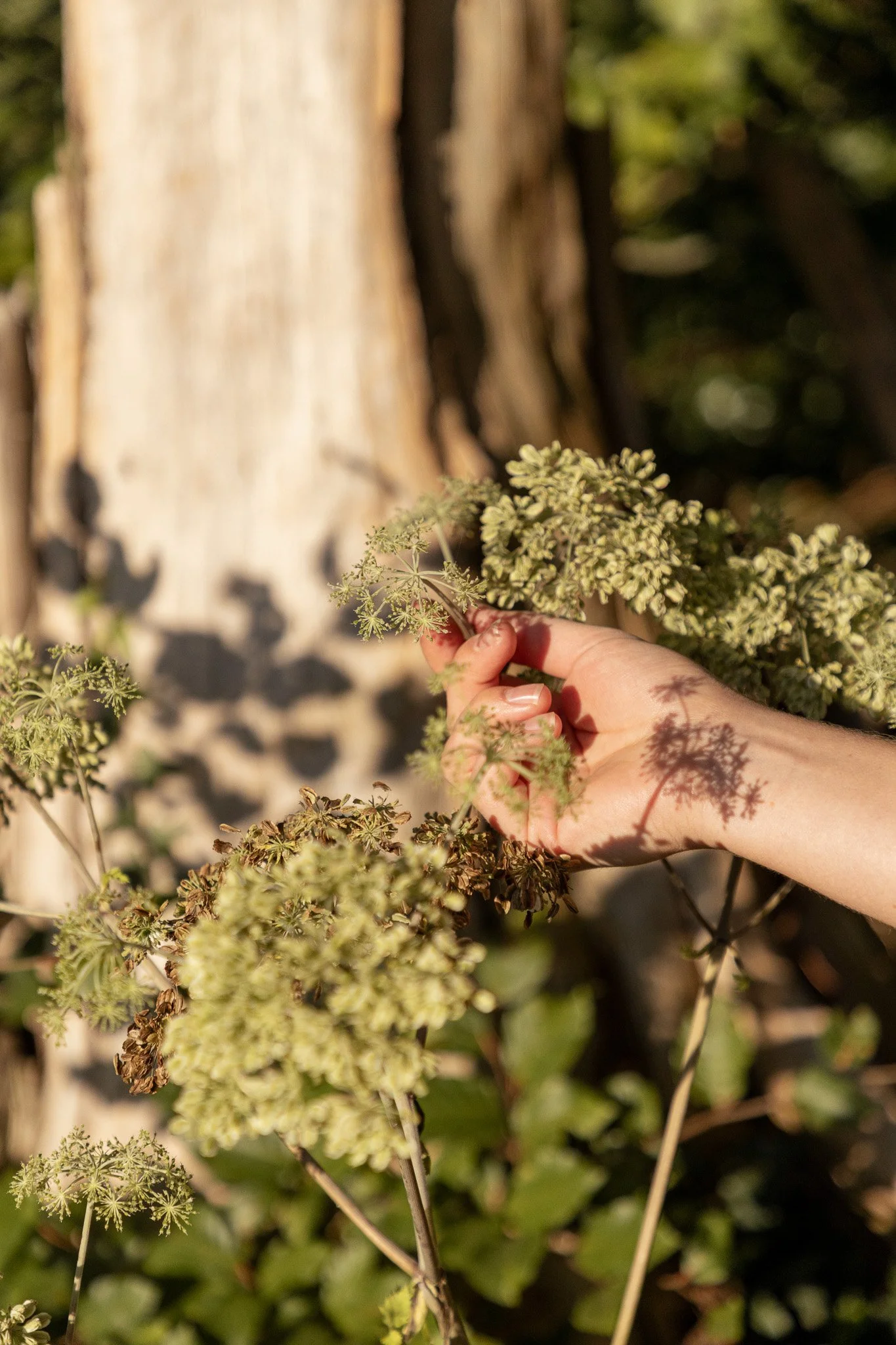 Eine Hand hält eine Pflanze, umgeben von anderen Pflanzen, im Freien bei Sonnenlicht, mit Baumstamm im Hintergrund.