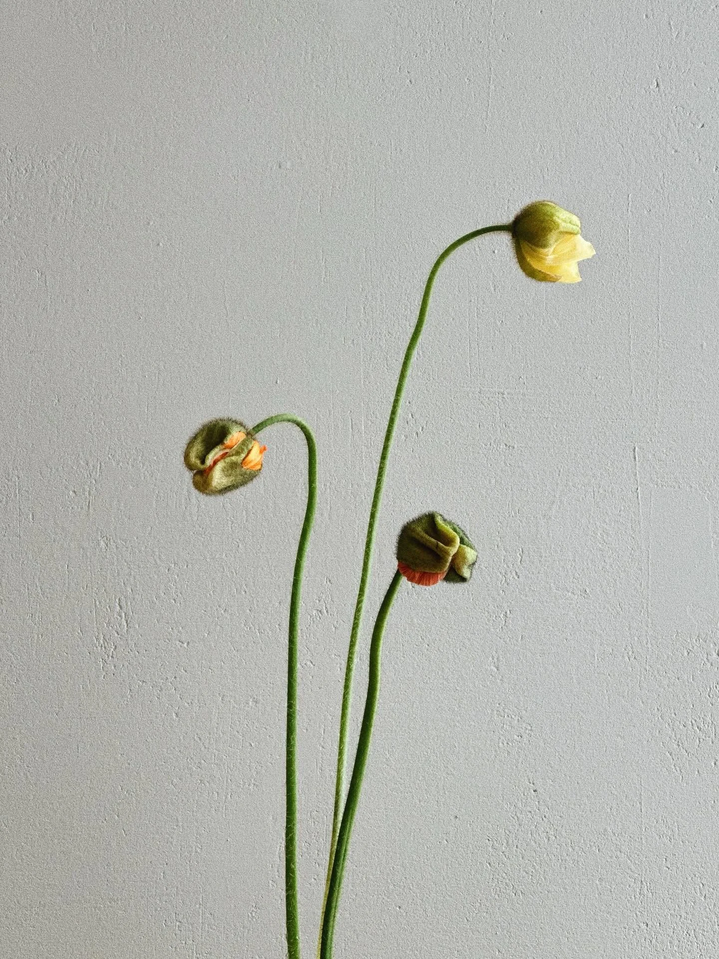 Visst l&auml;ngtar man?